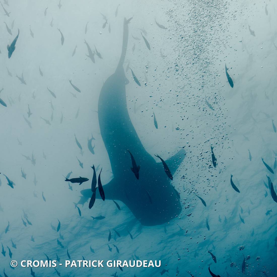 Requin baleine