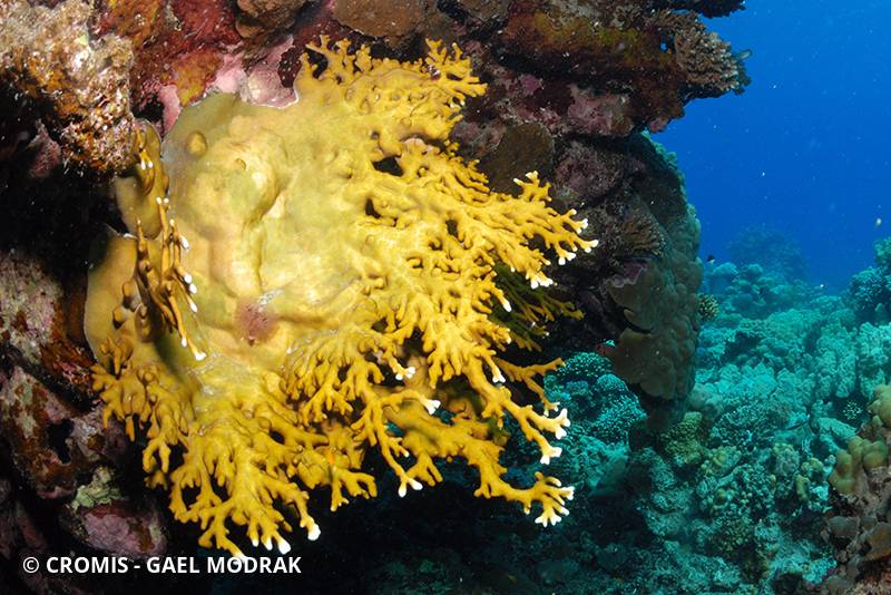Corail de feu ramifié