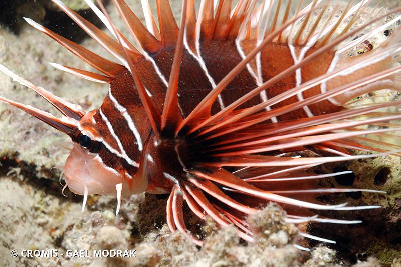 Poisson-lion de Mer Rouge