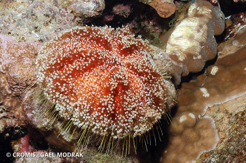 Oursin de feu de mer Rouge