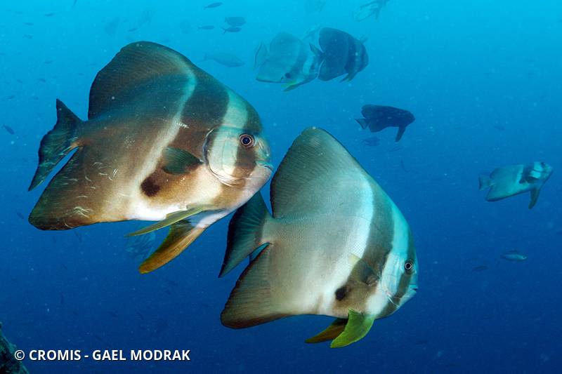 Platax orbiculaire