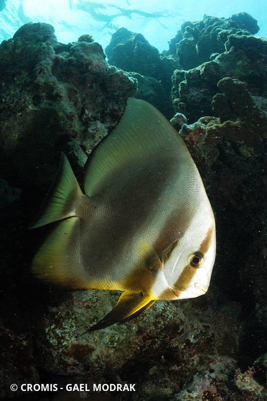 Platax orbiculaire