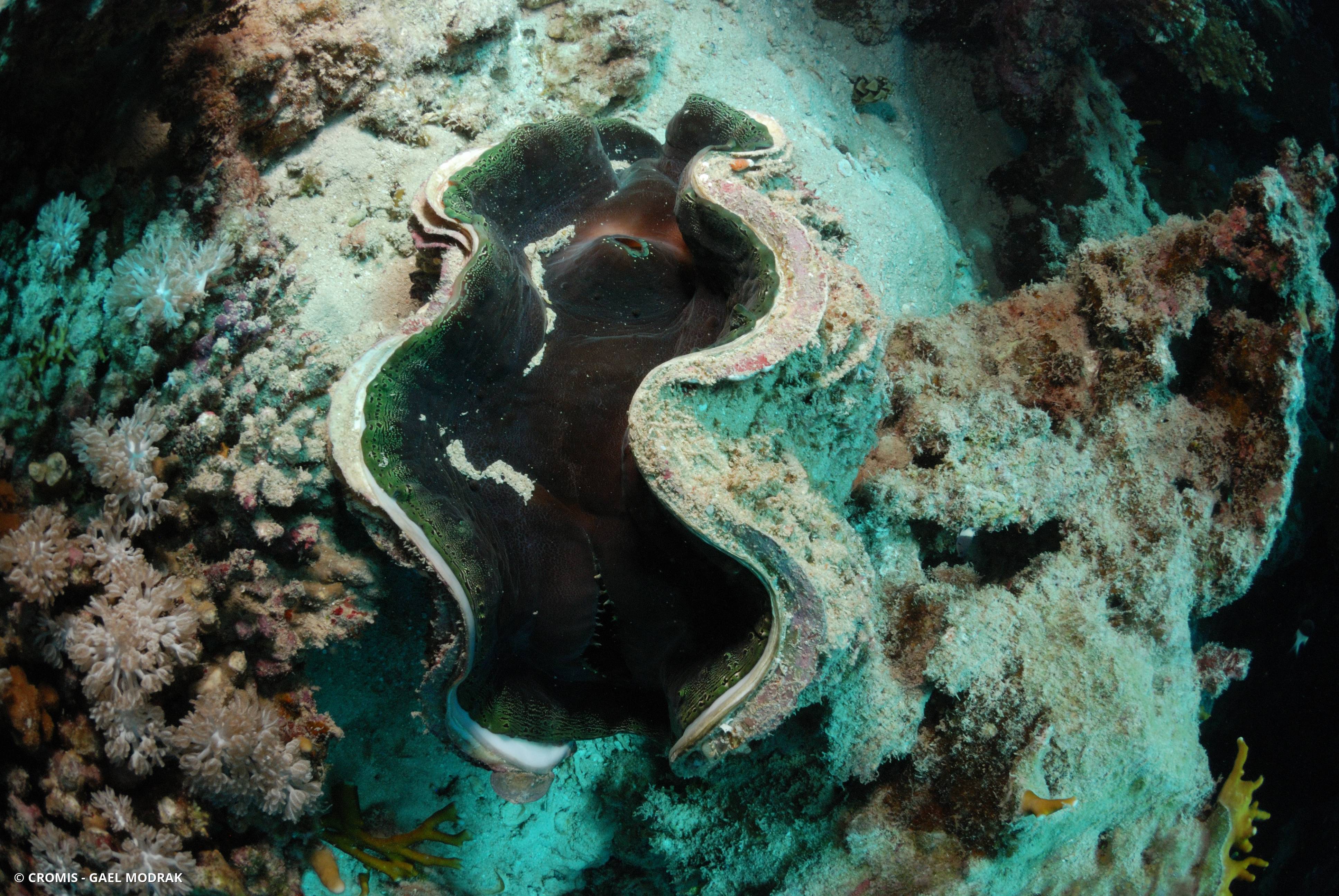 Grande tridacne gaufrée