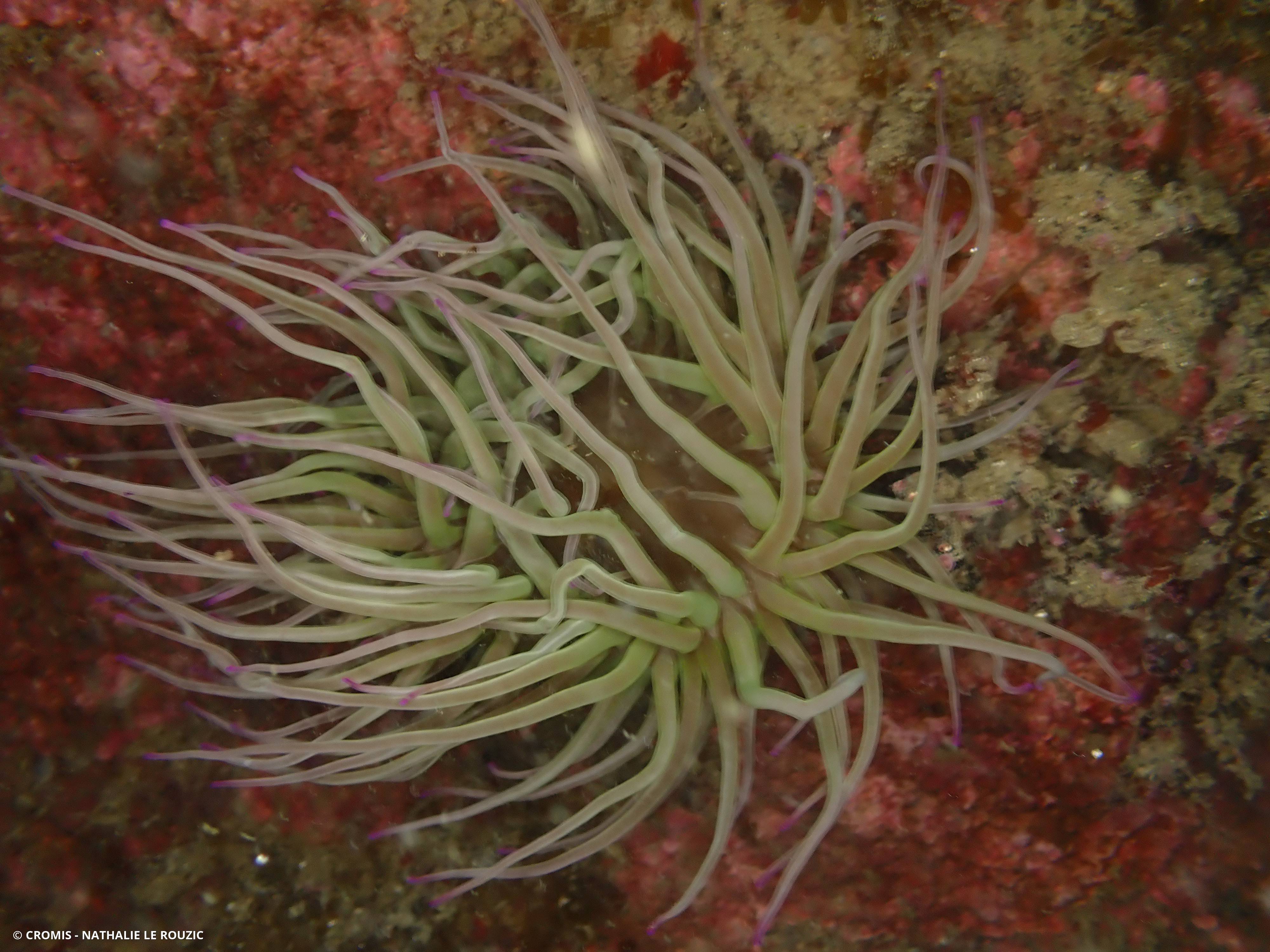 Anémone de mer verte