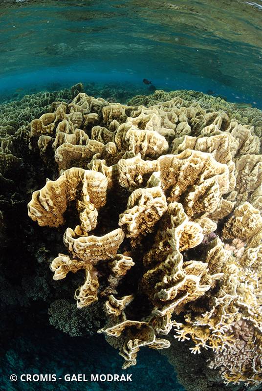 Corail de feu en plaques des Caraïbes