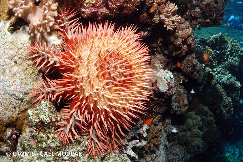 Acanthaster de Benzie
