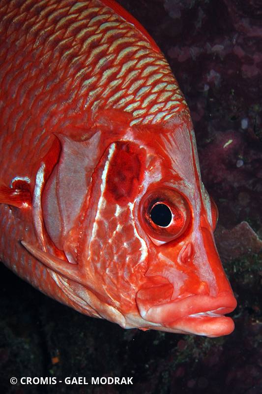 Poisson-écureuil géant