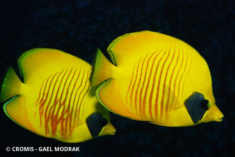 Poisson-papillon jaune masqué