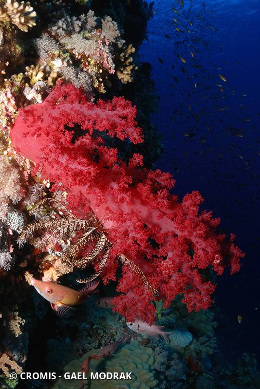 Alcyonaire épineux