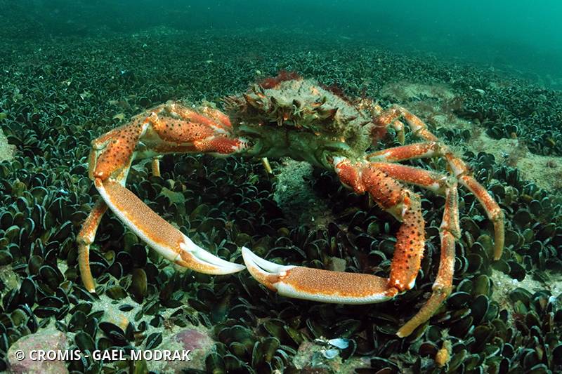 Araignée de mer Atlantique