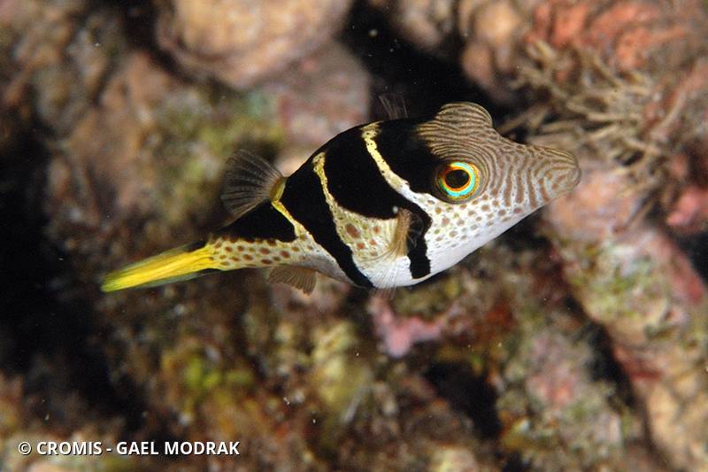Canthigaster à selle noire