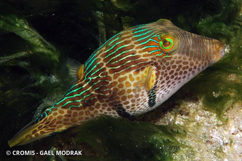 Canthigaster à selle noire