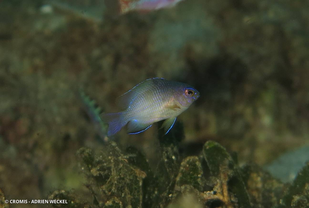 Demoiselle bicolore de l'Atlantique