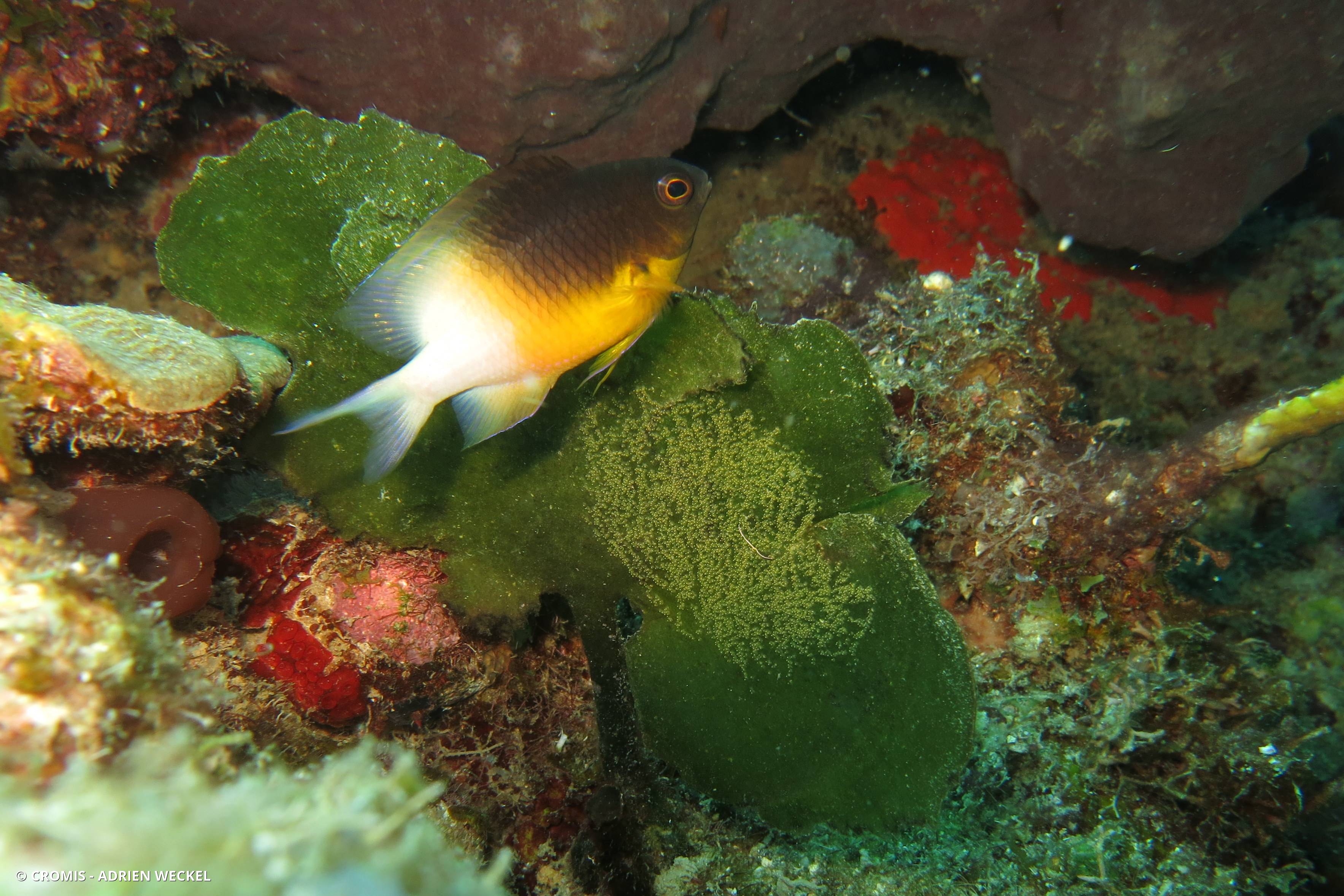 Demoiselle bicolore de l'Atlantique
