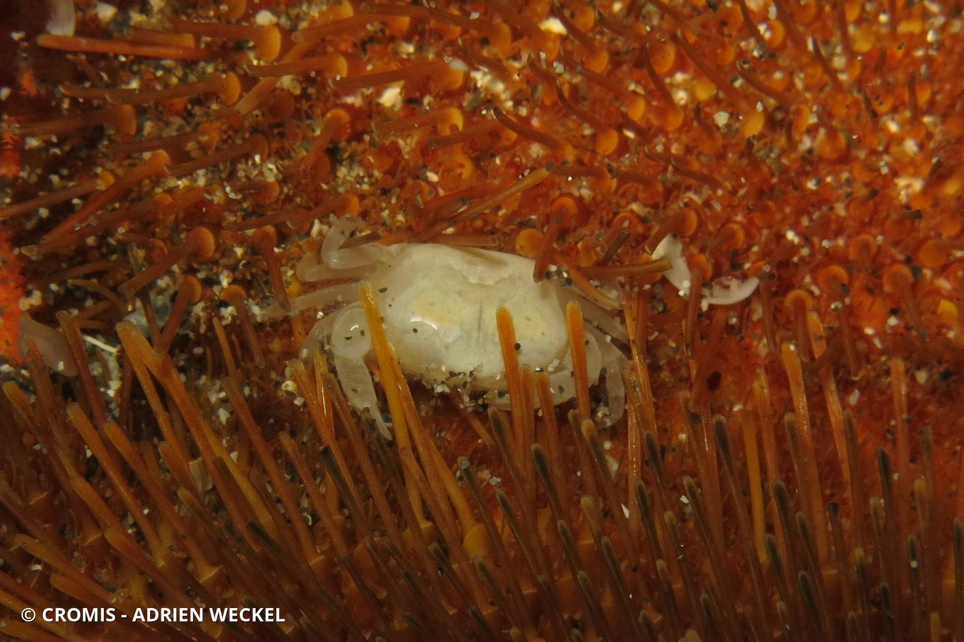Crabe pois des spatangues