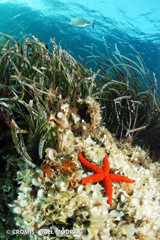 Etoile de mer rouge