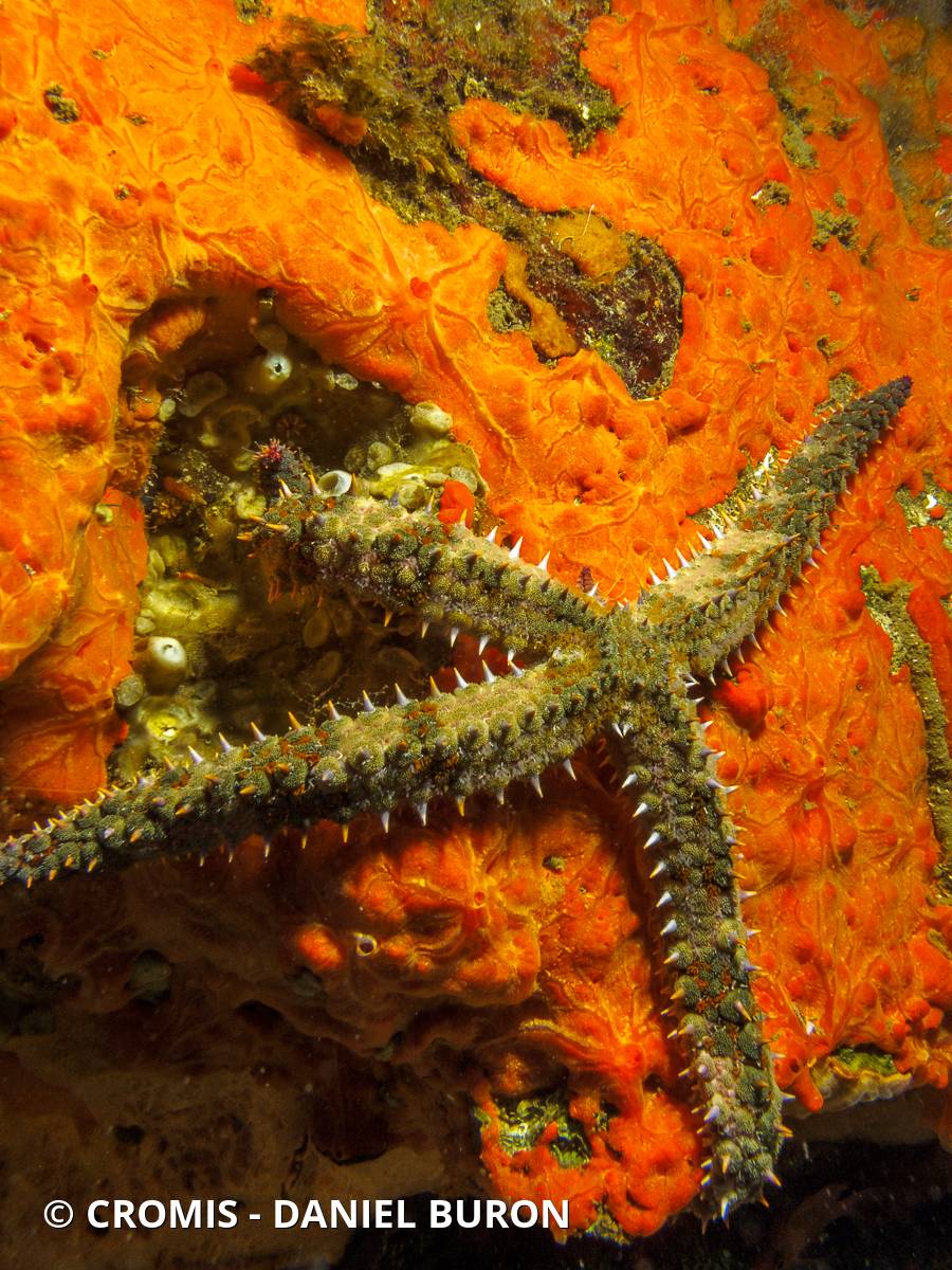 Etoile de mer glaciaire