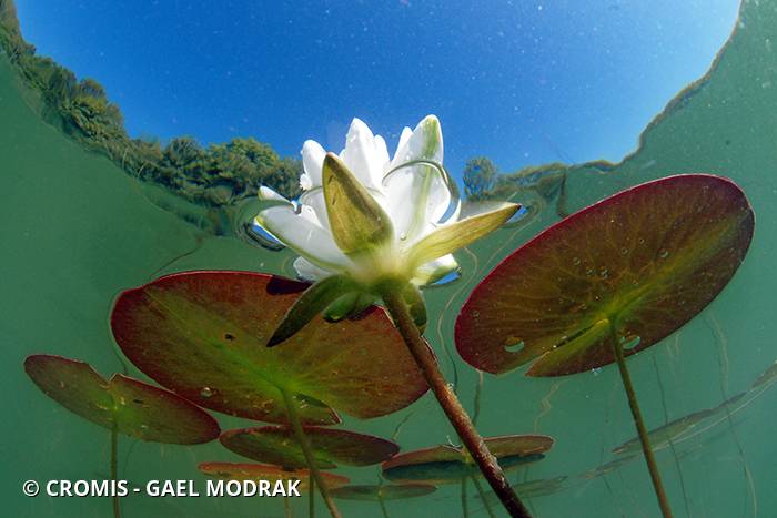 Nénuphar blanc