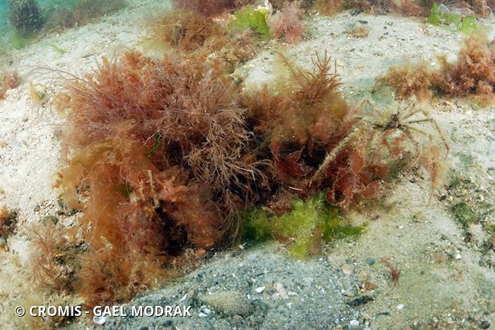 Macropode rostré