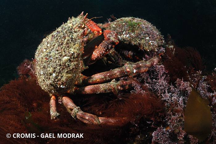 Araignée de mer Atlantique
