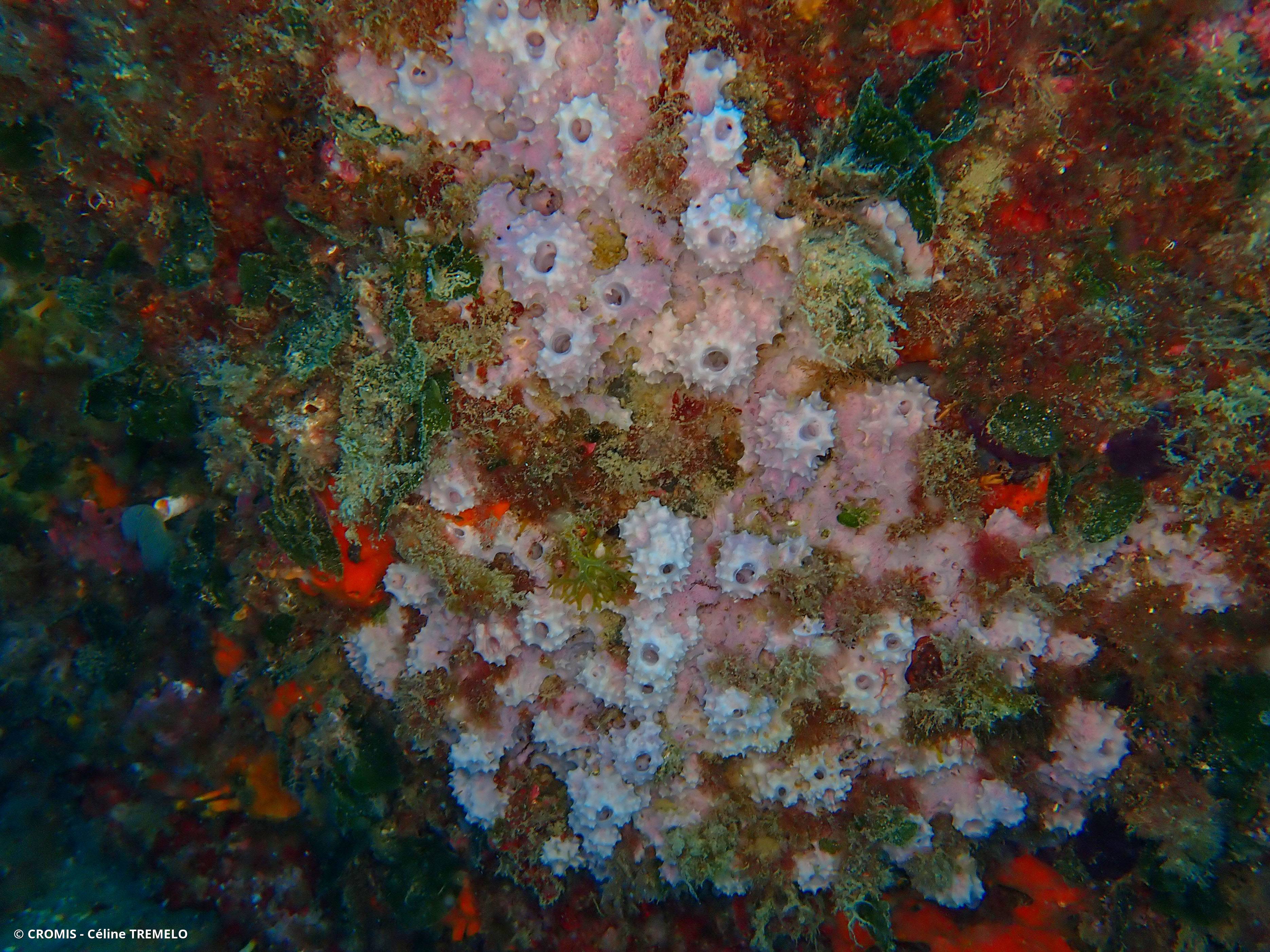 Eponge cheminée rose