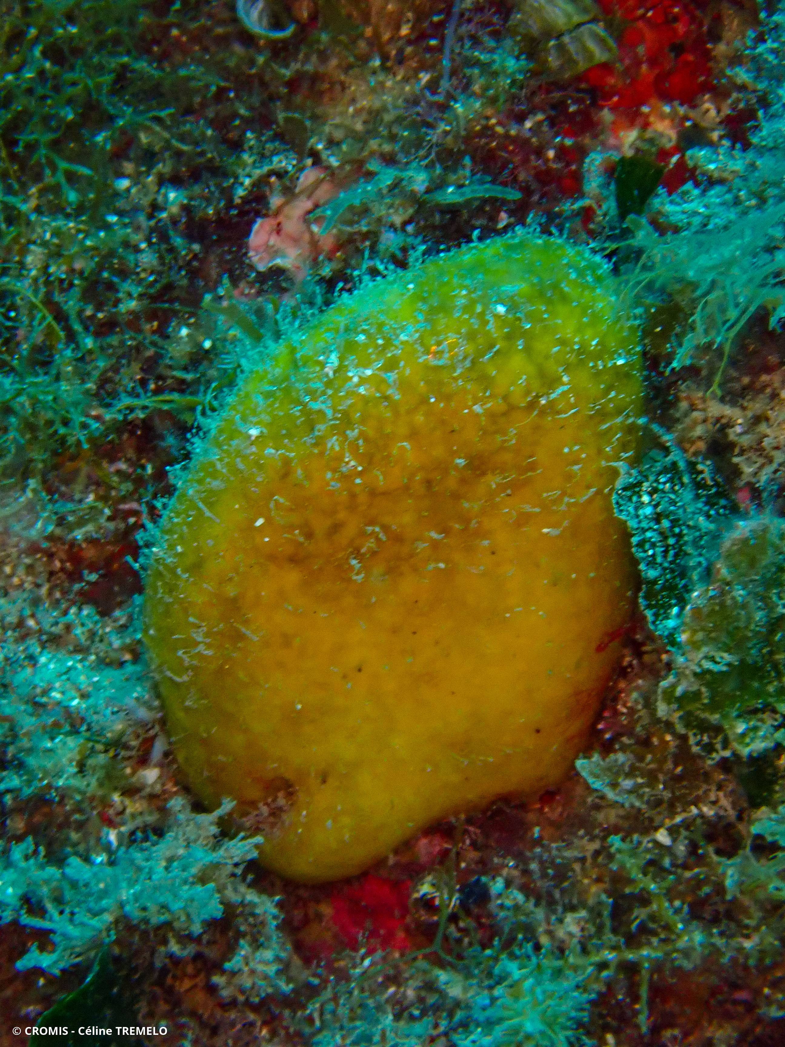 Couenne de mer de Méditerranée