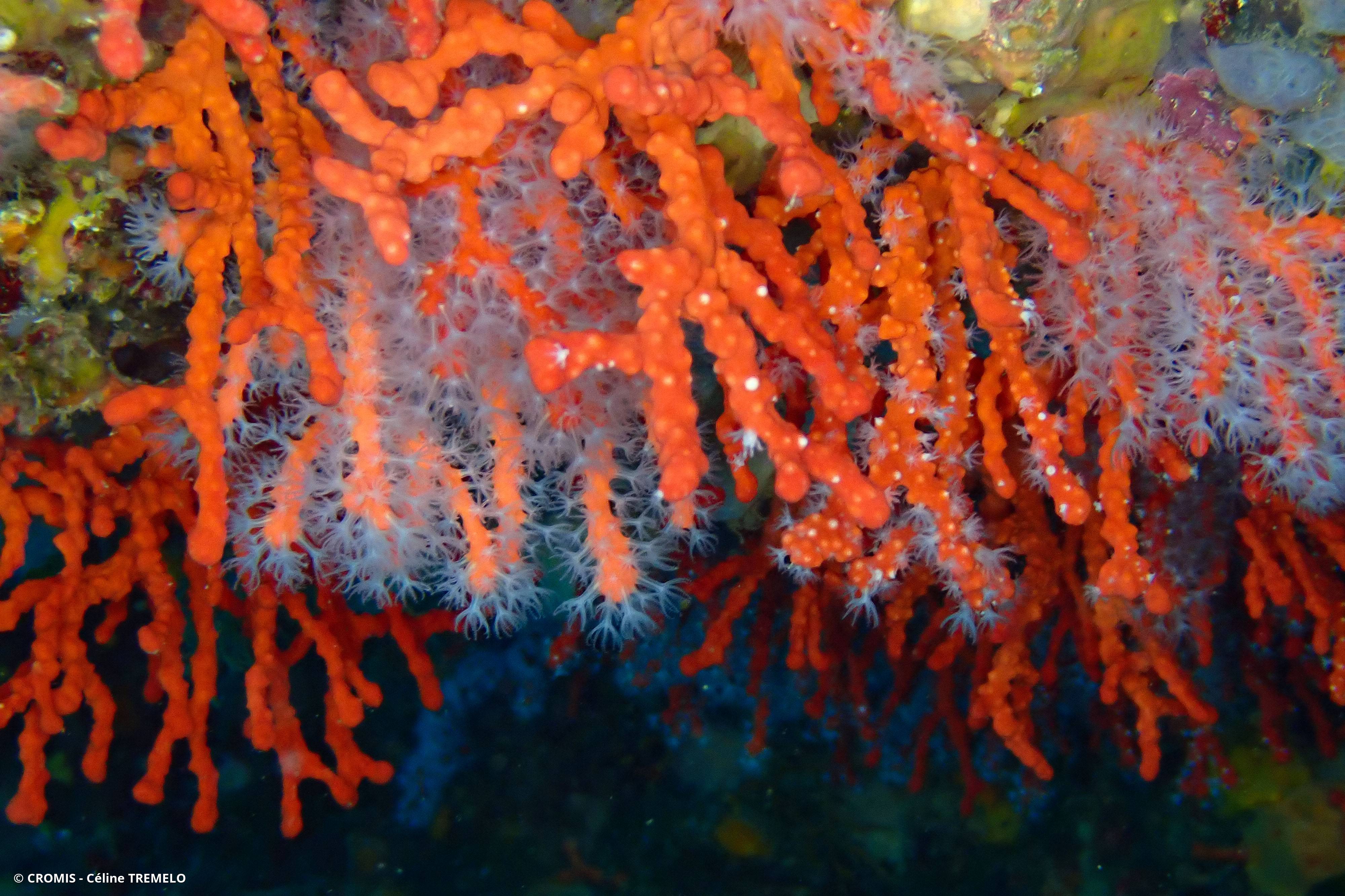 Corail rouge de Méditerranée
