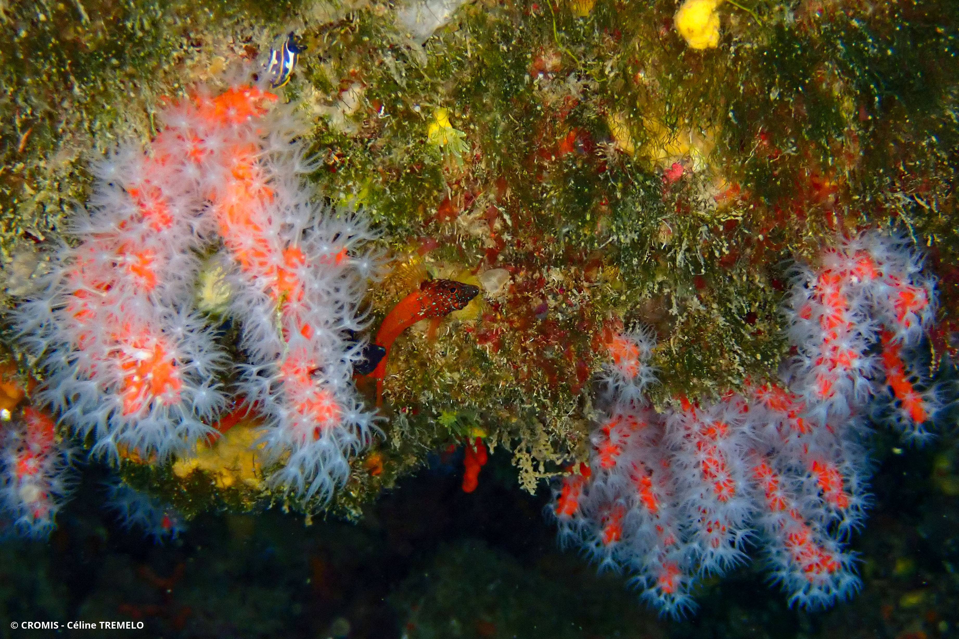 Corail rouge de Méditerranée