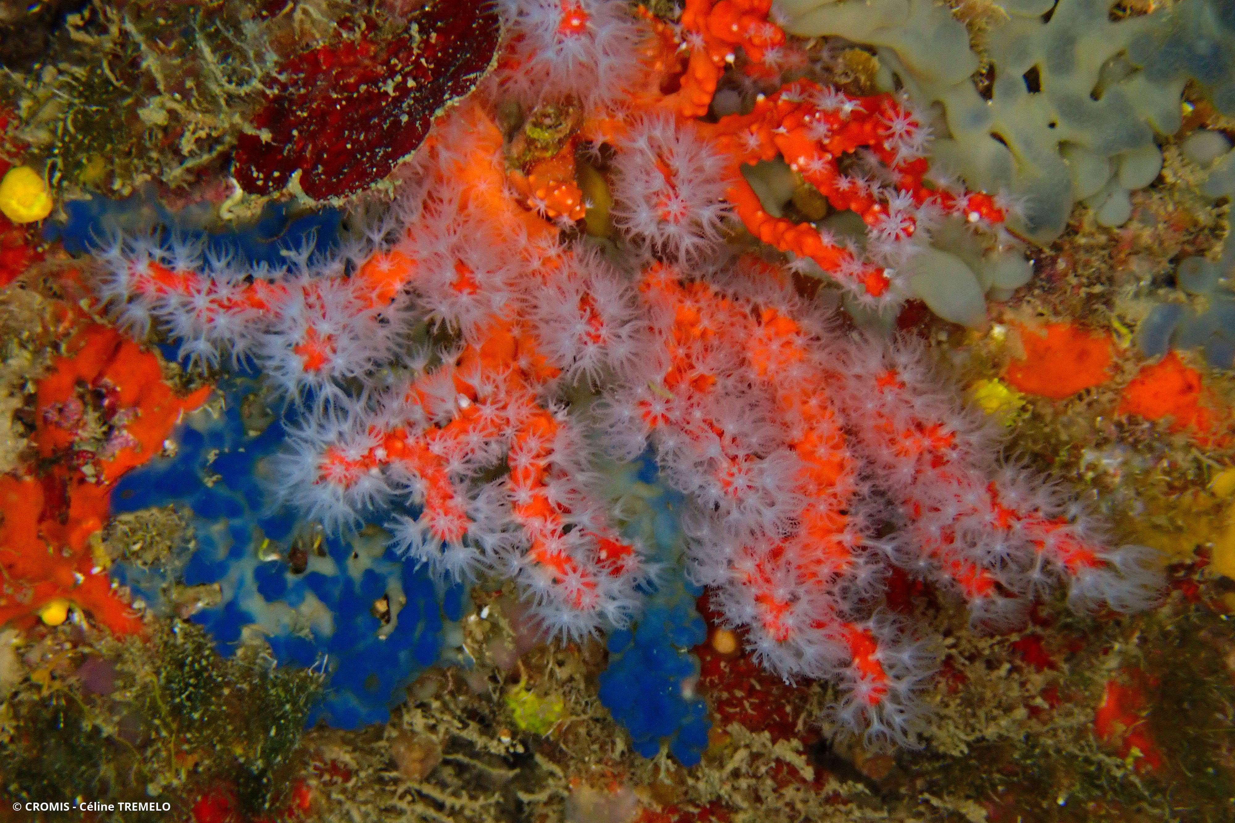 Corail rouge de Méditerranée