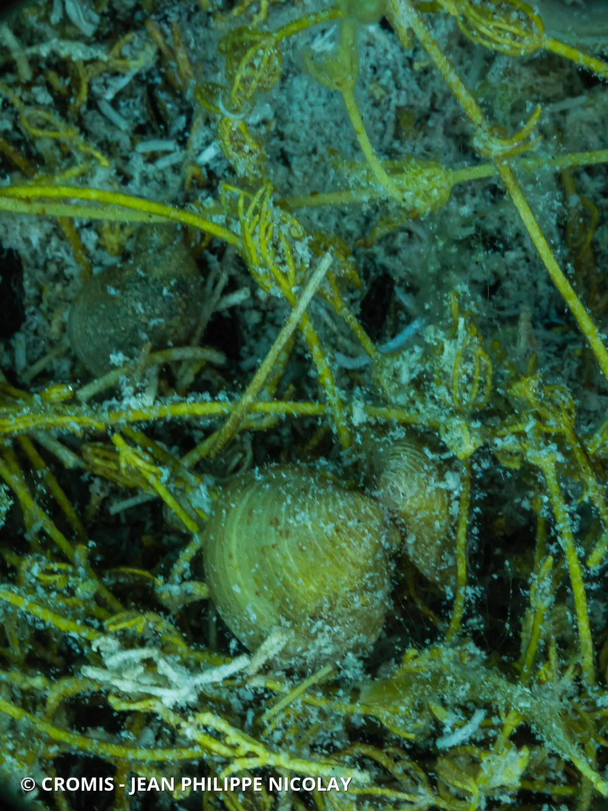 Corbicule asiatique