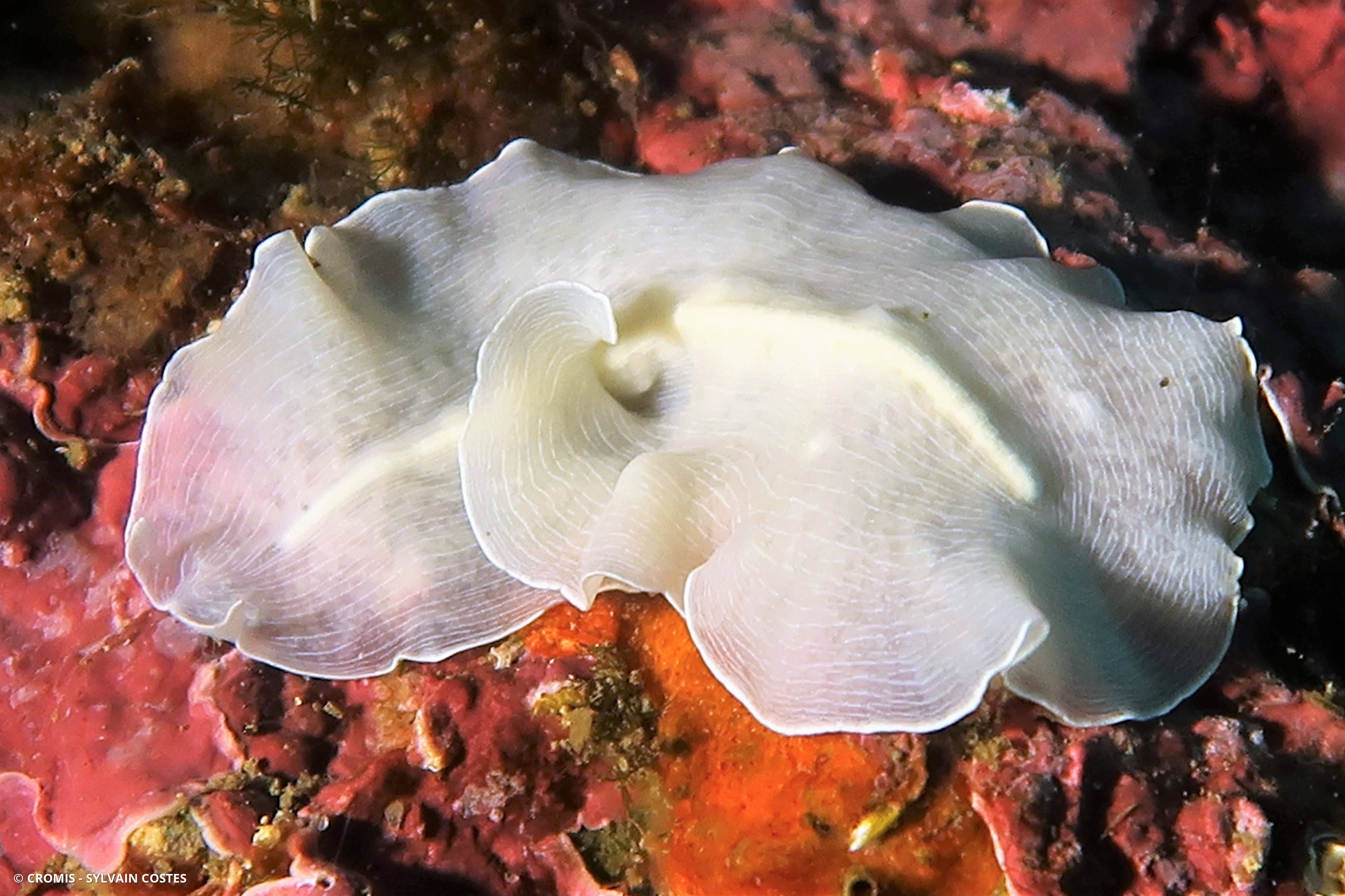 Ver plat albinos de Méditerranée