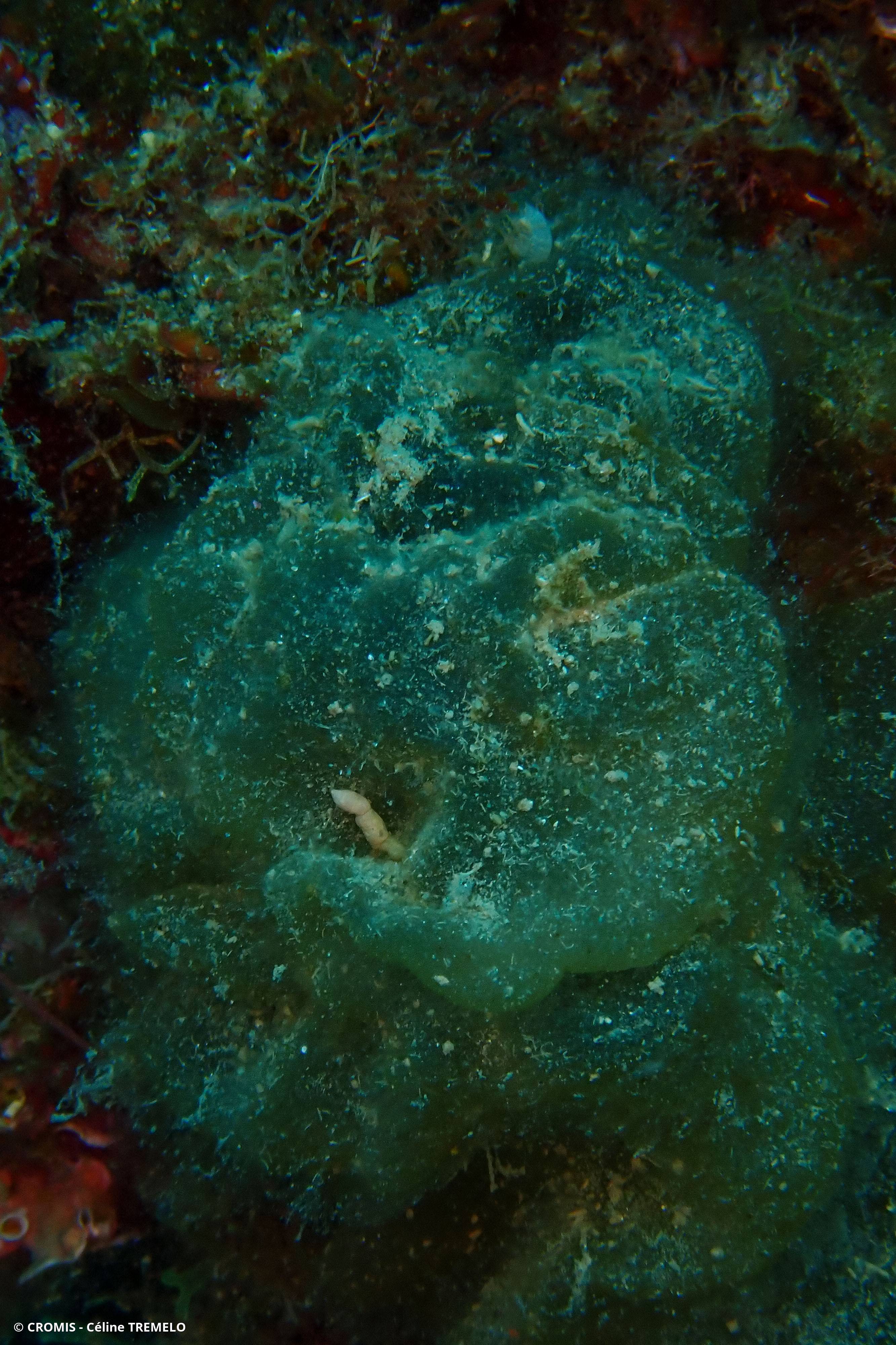 Codium étalé