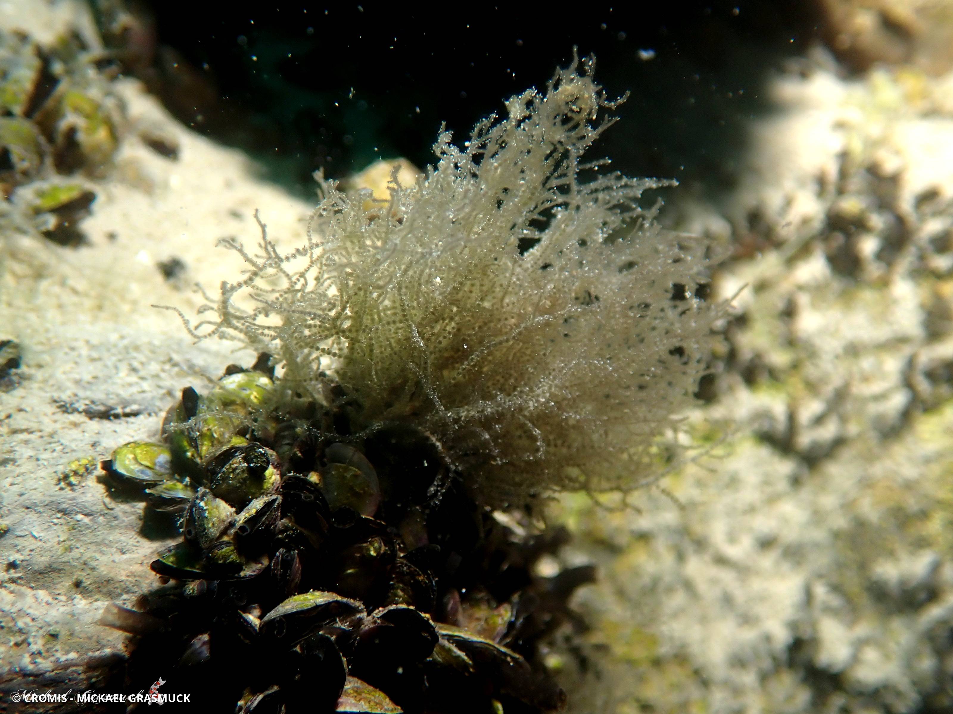Batrachospermum gélatineux