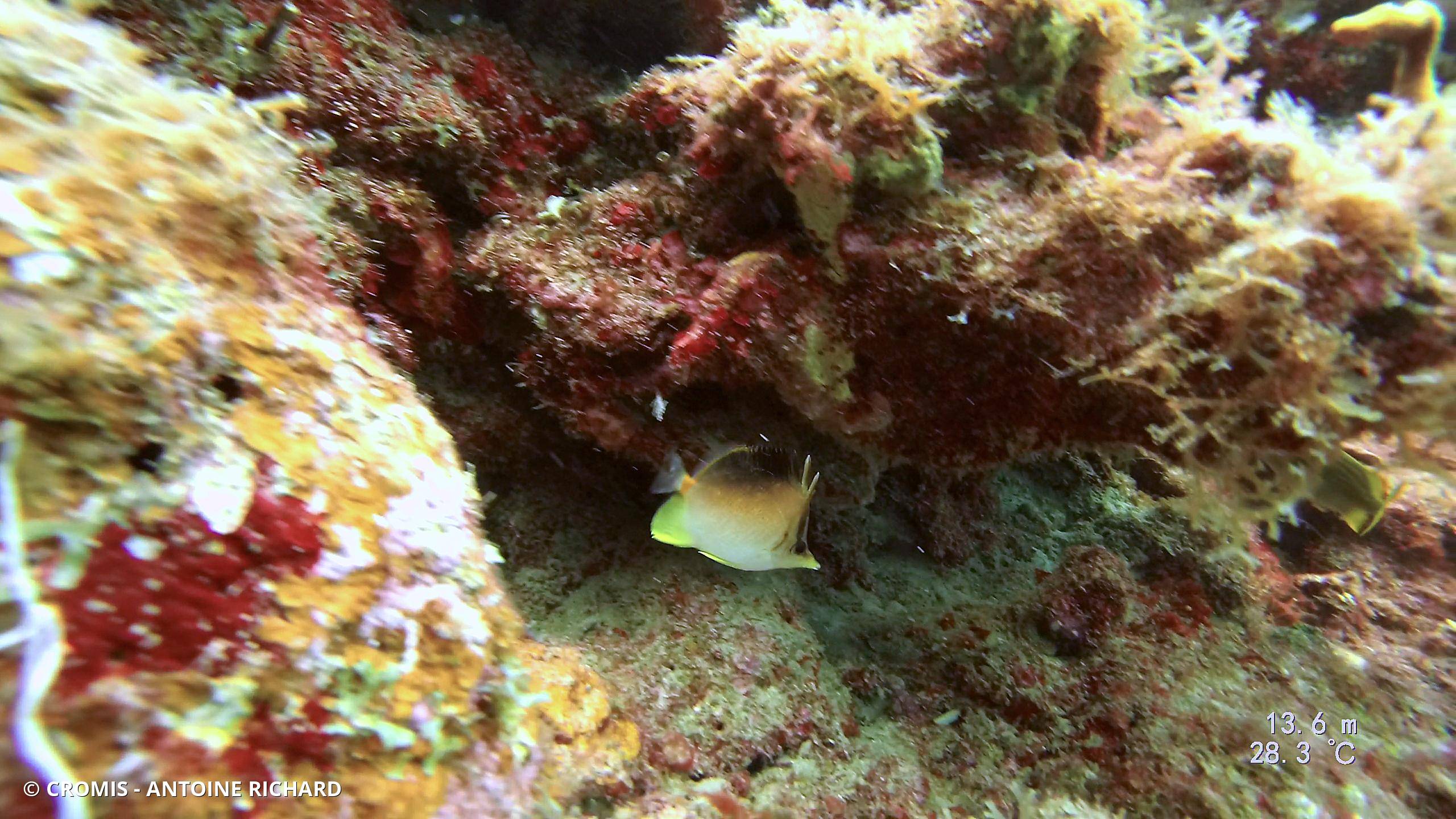 Papillon à bec des Caraïbes