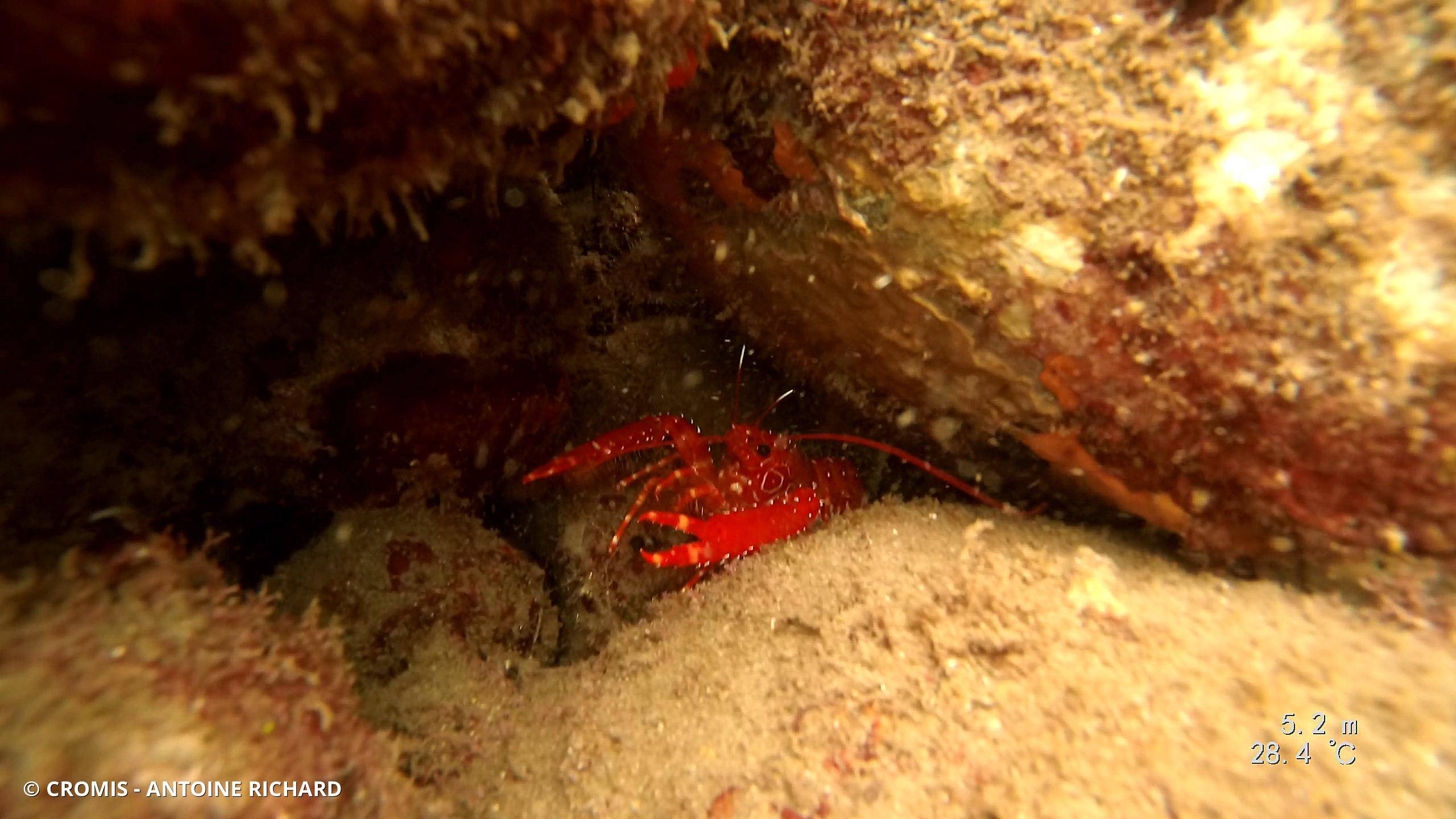 Homard des Antilles