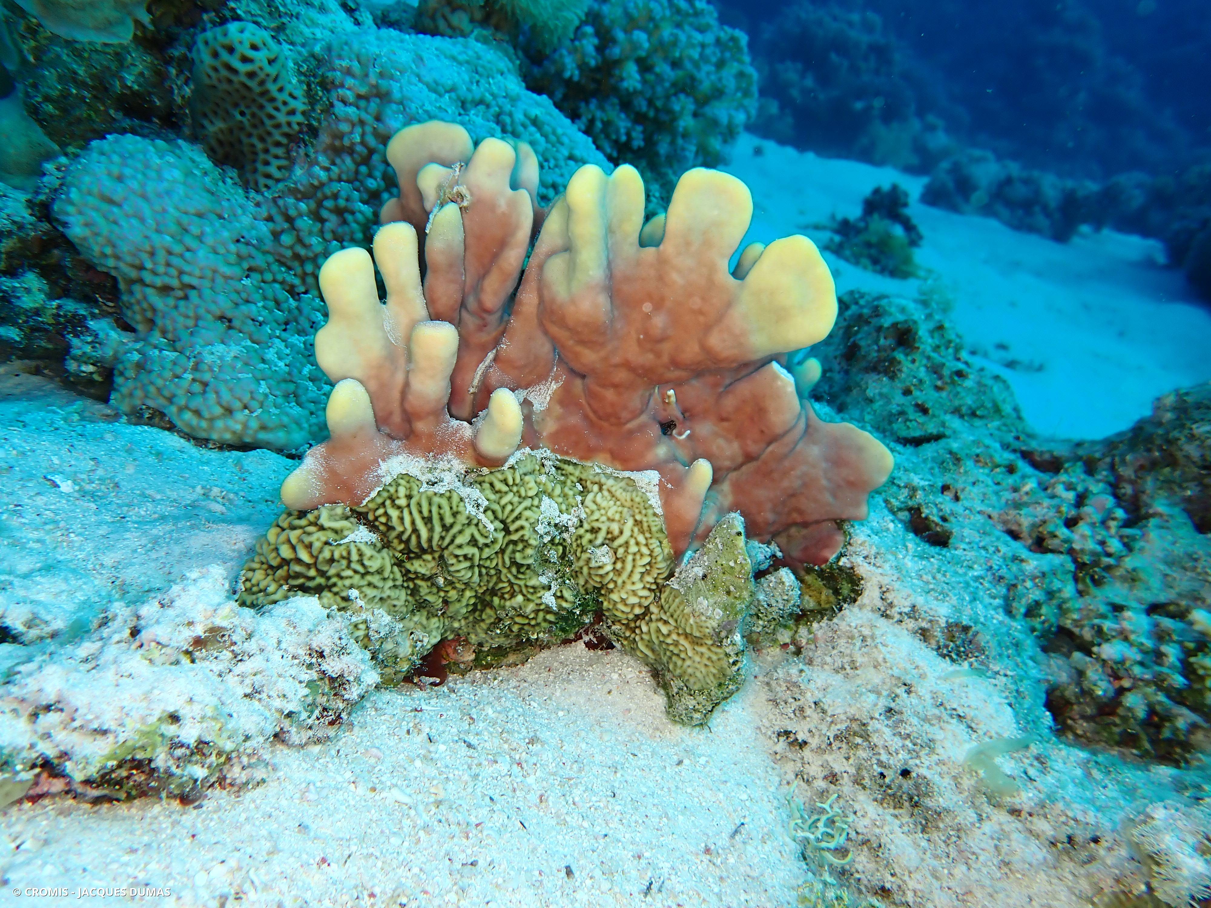 Corail de feu en plaques des Caraïbes