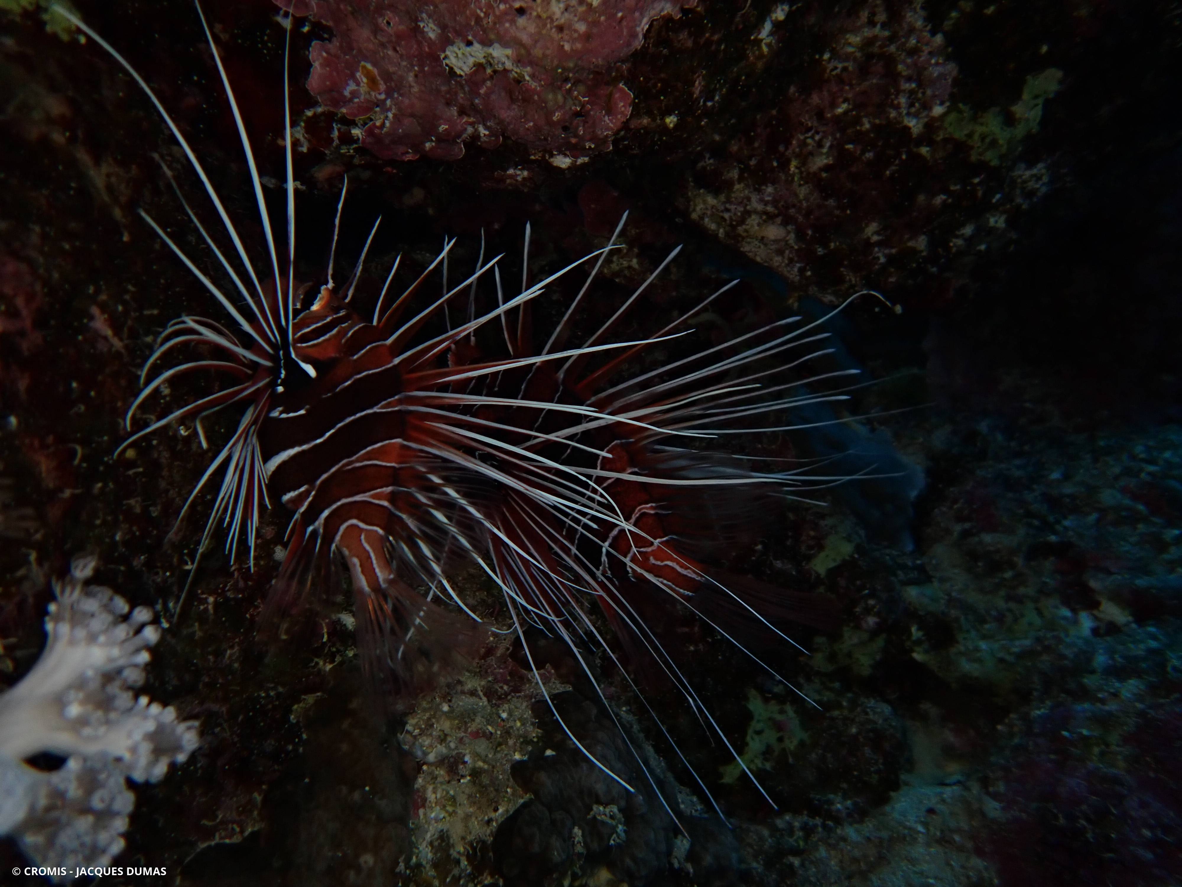 Poisson-lion de Mer Rouge