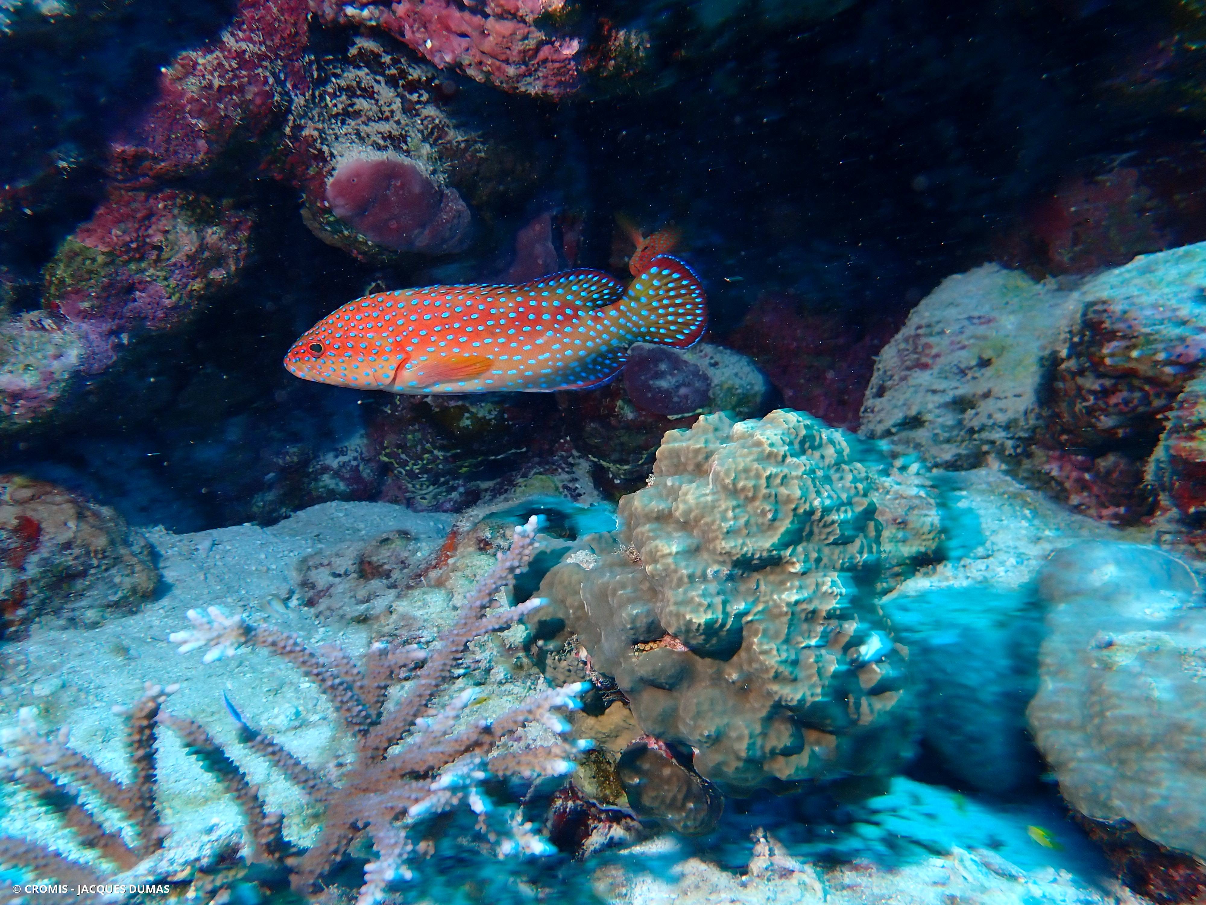 Mérou rouge