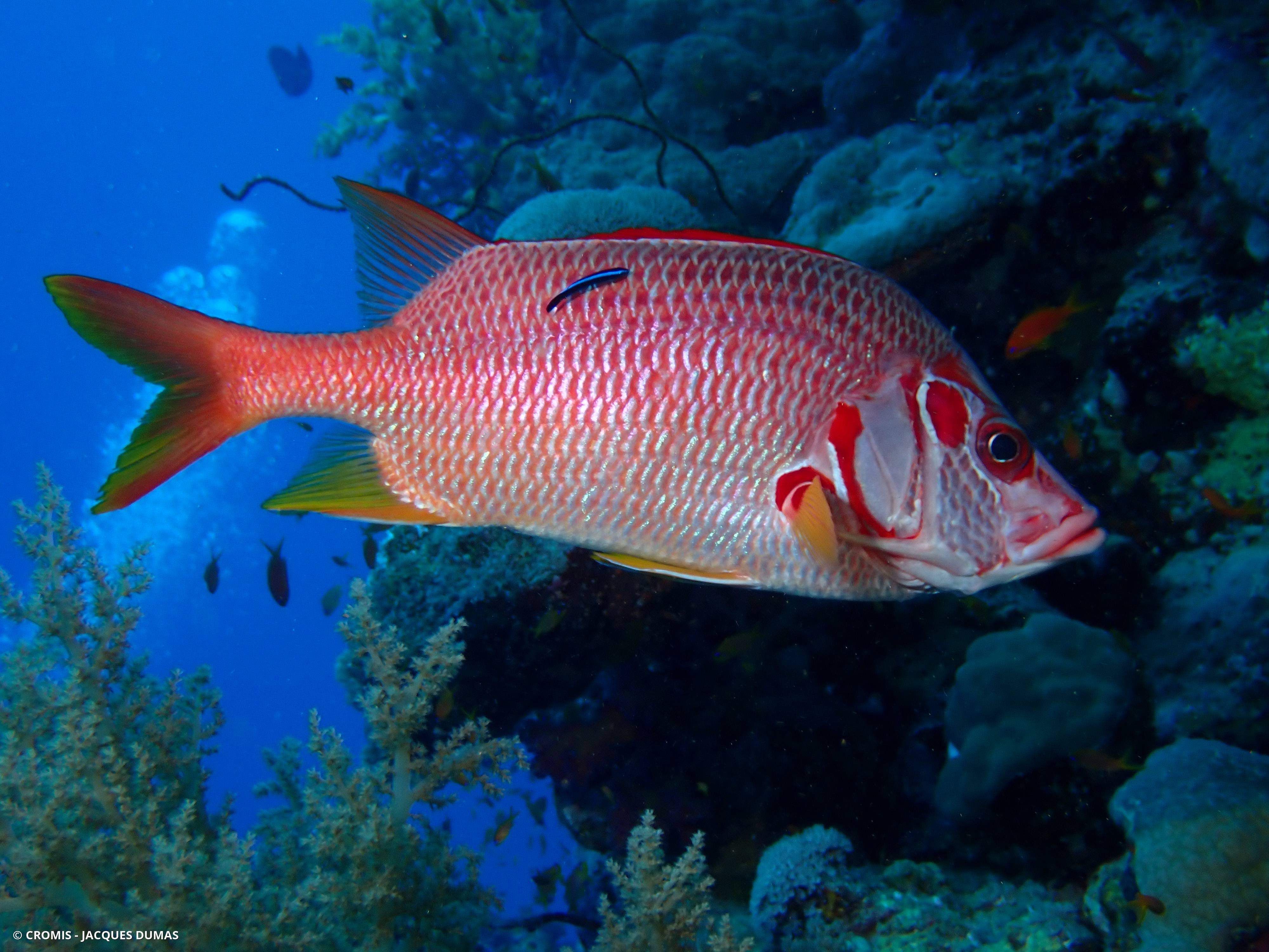 Poisson-écureuil géant