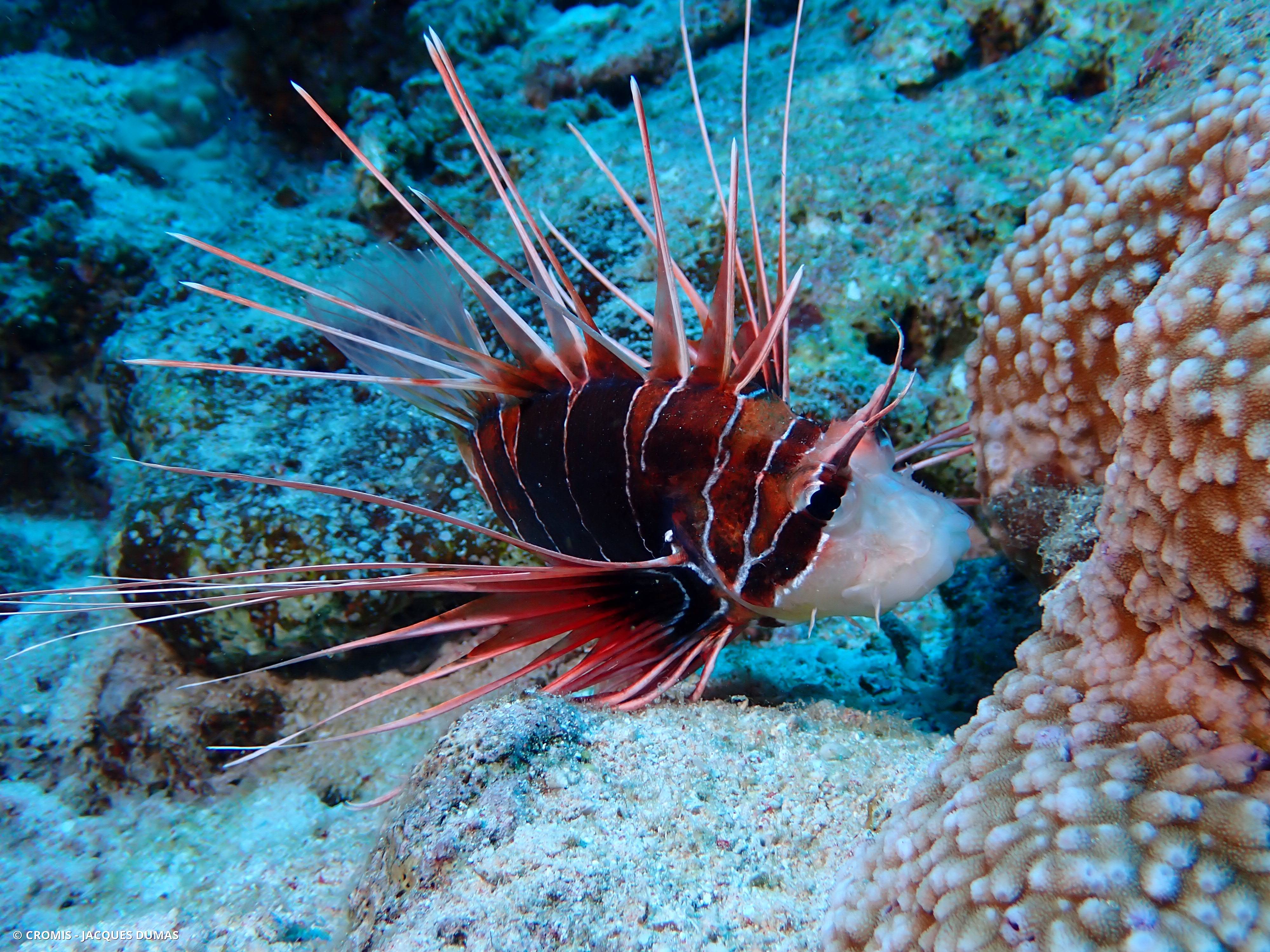 Poisson-lion de Mer Rouge