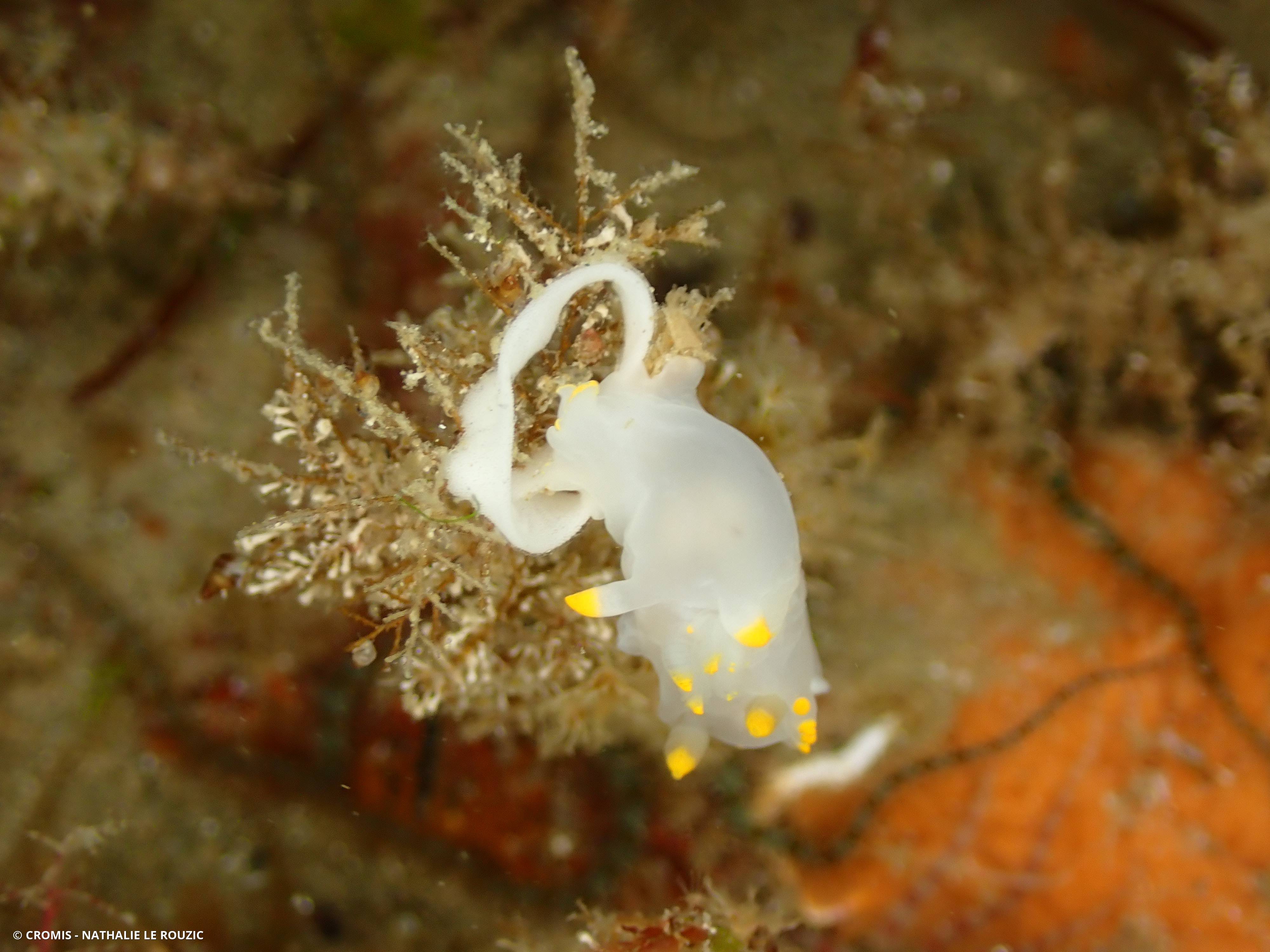 Polycère des Féroé