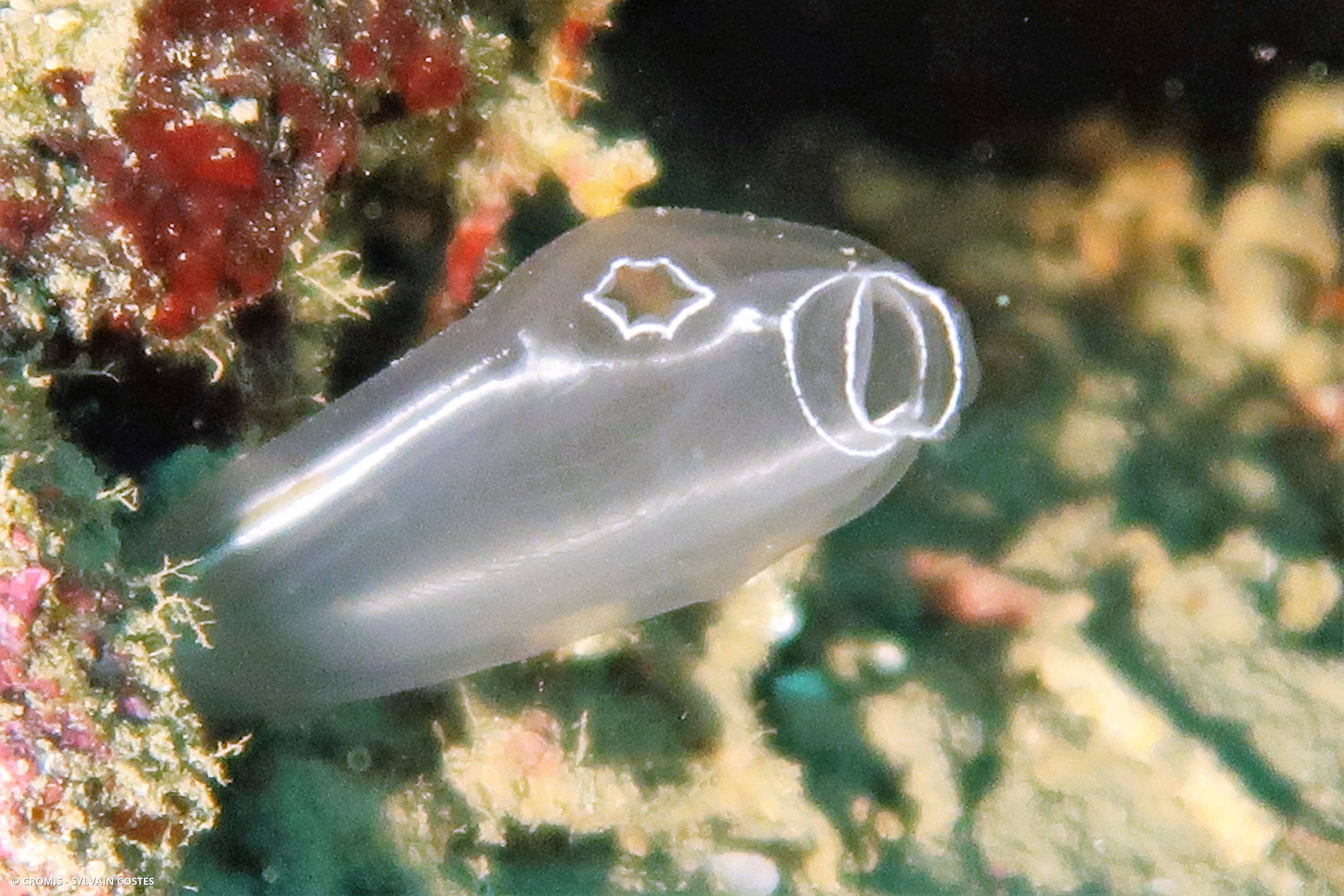 Diazone