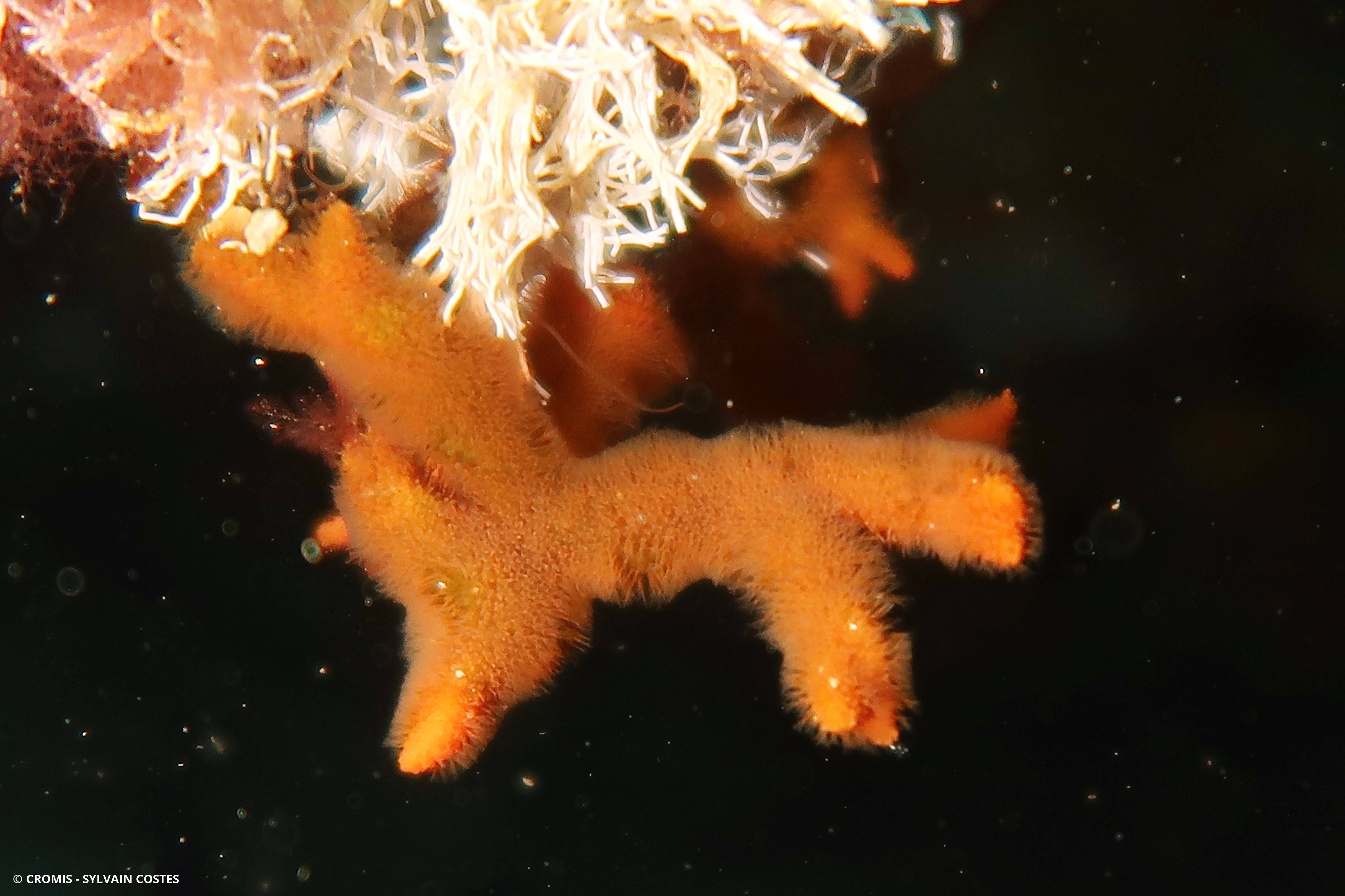 Turbicellépore cornu de Méditerranée