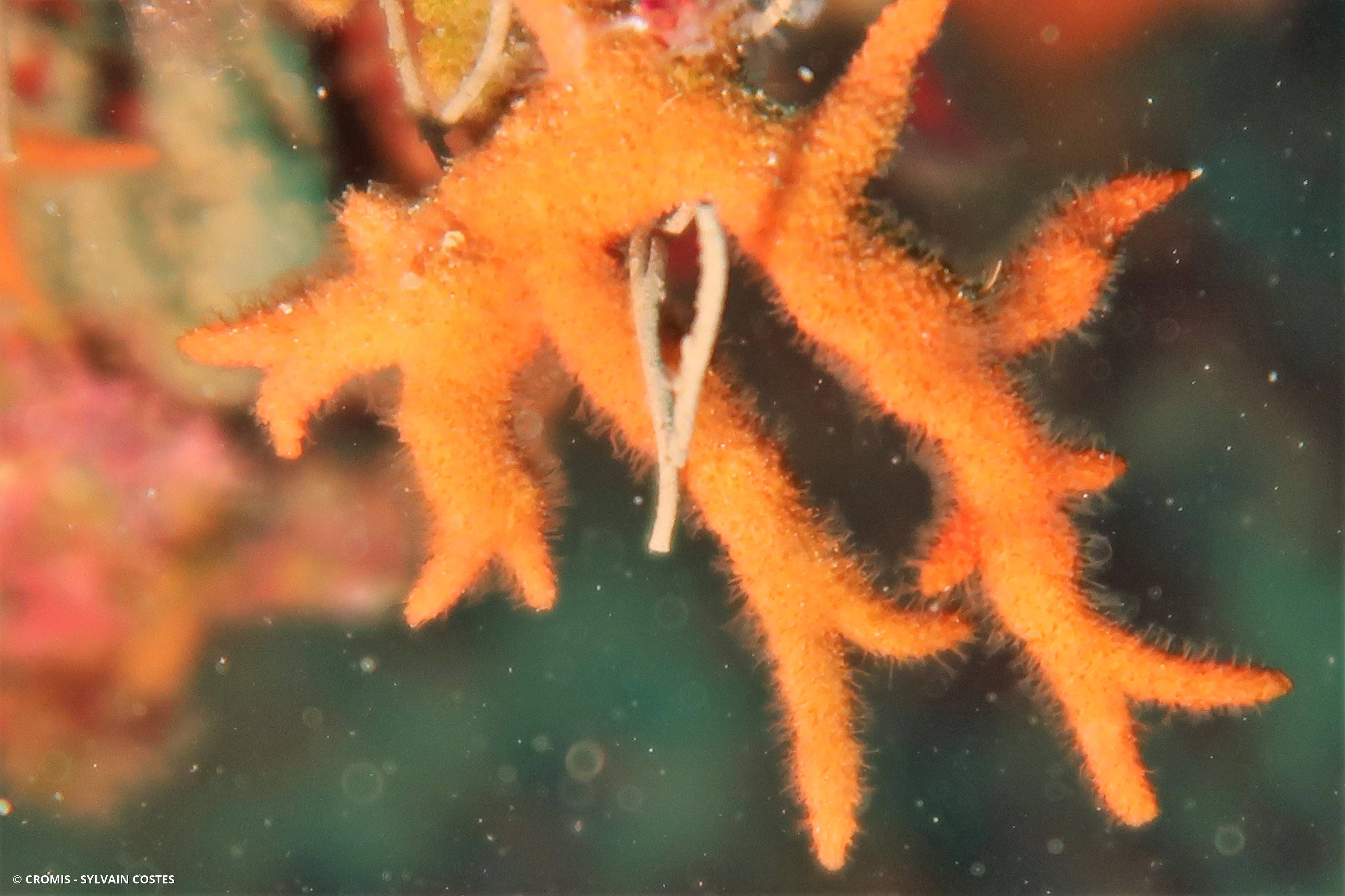 Turbicellépore cornu de Méditerranée