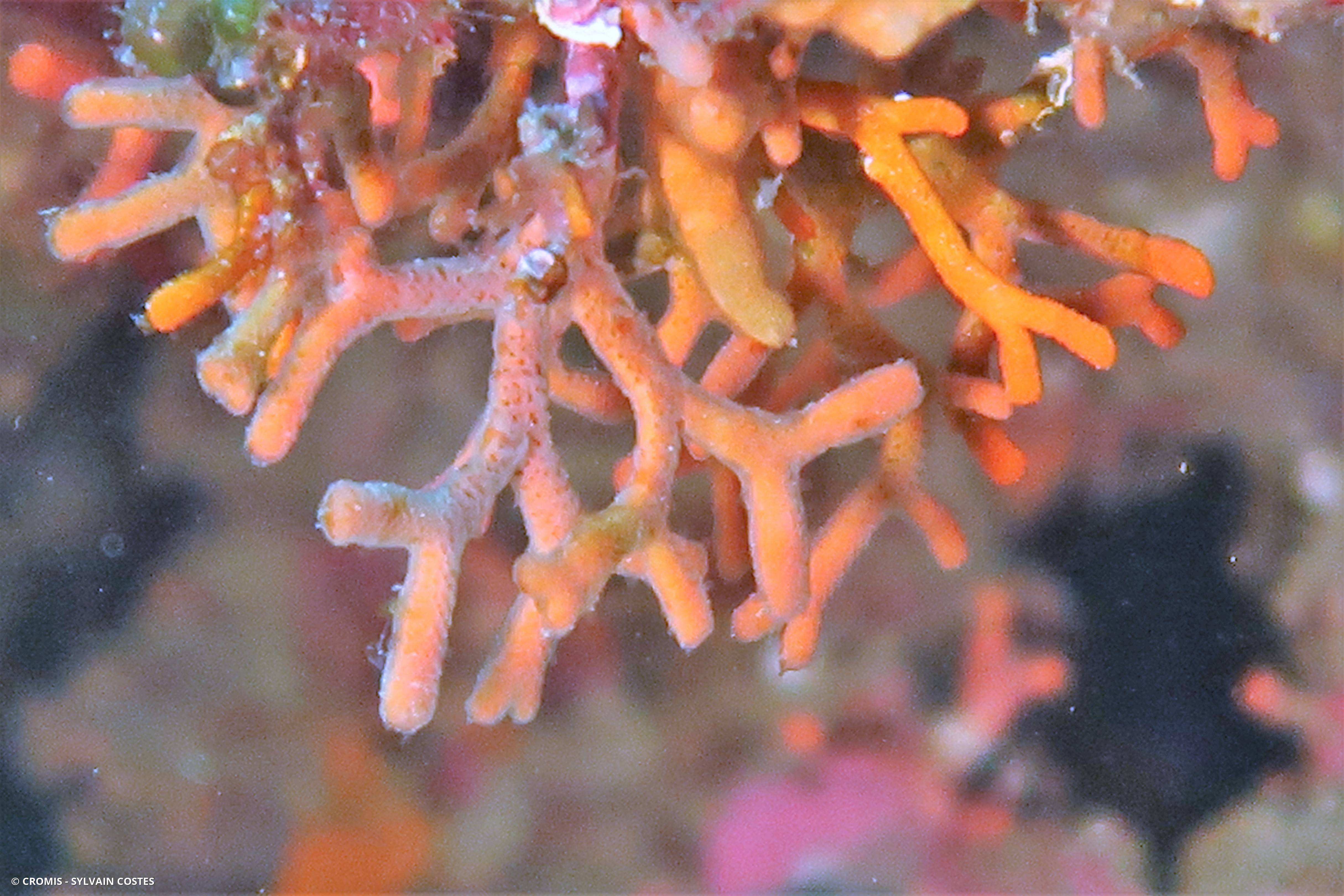 Bryozoaire bois de cerf