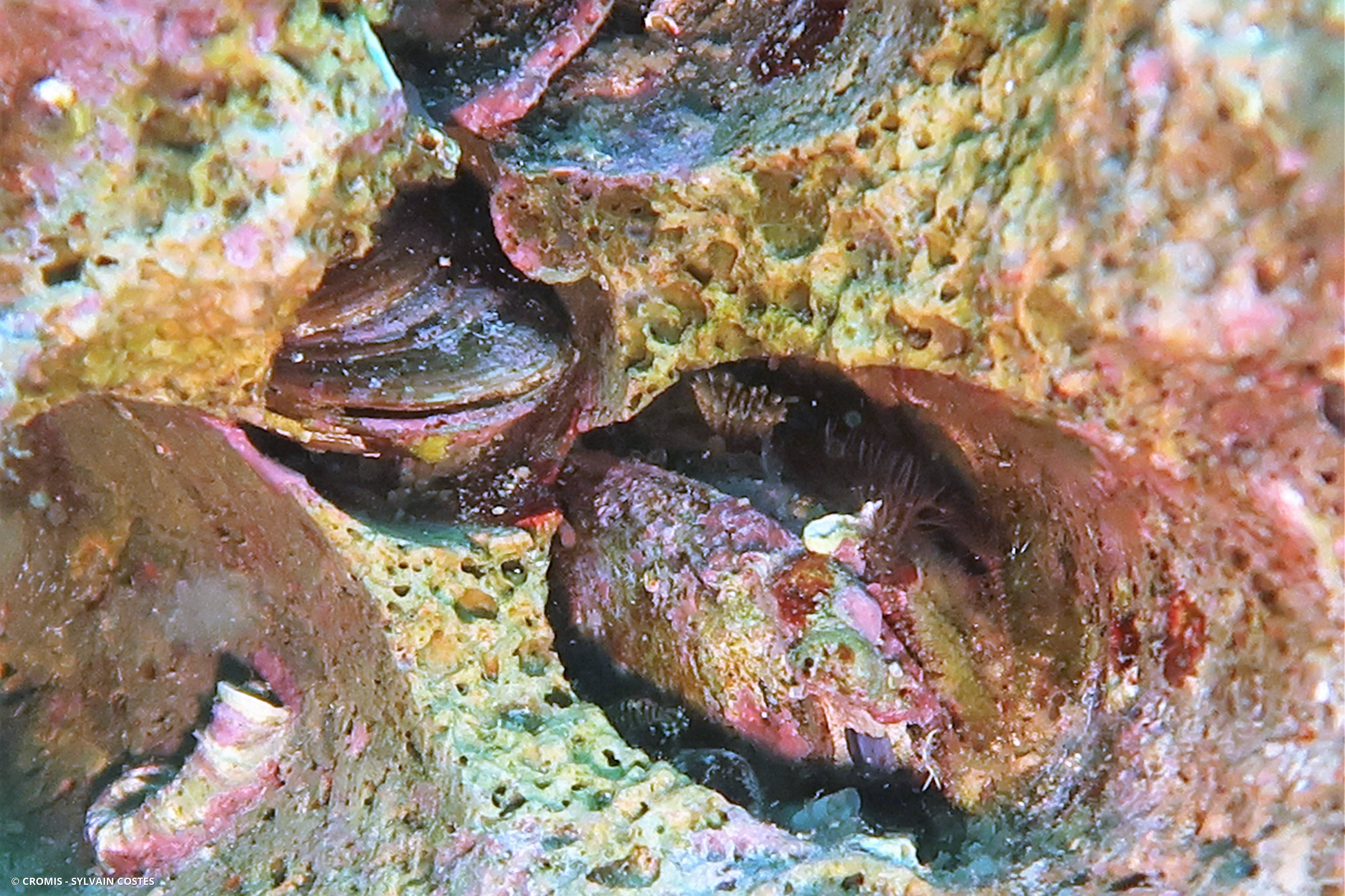 Datte de mer