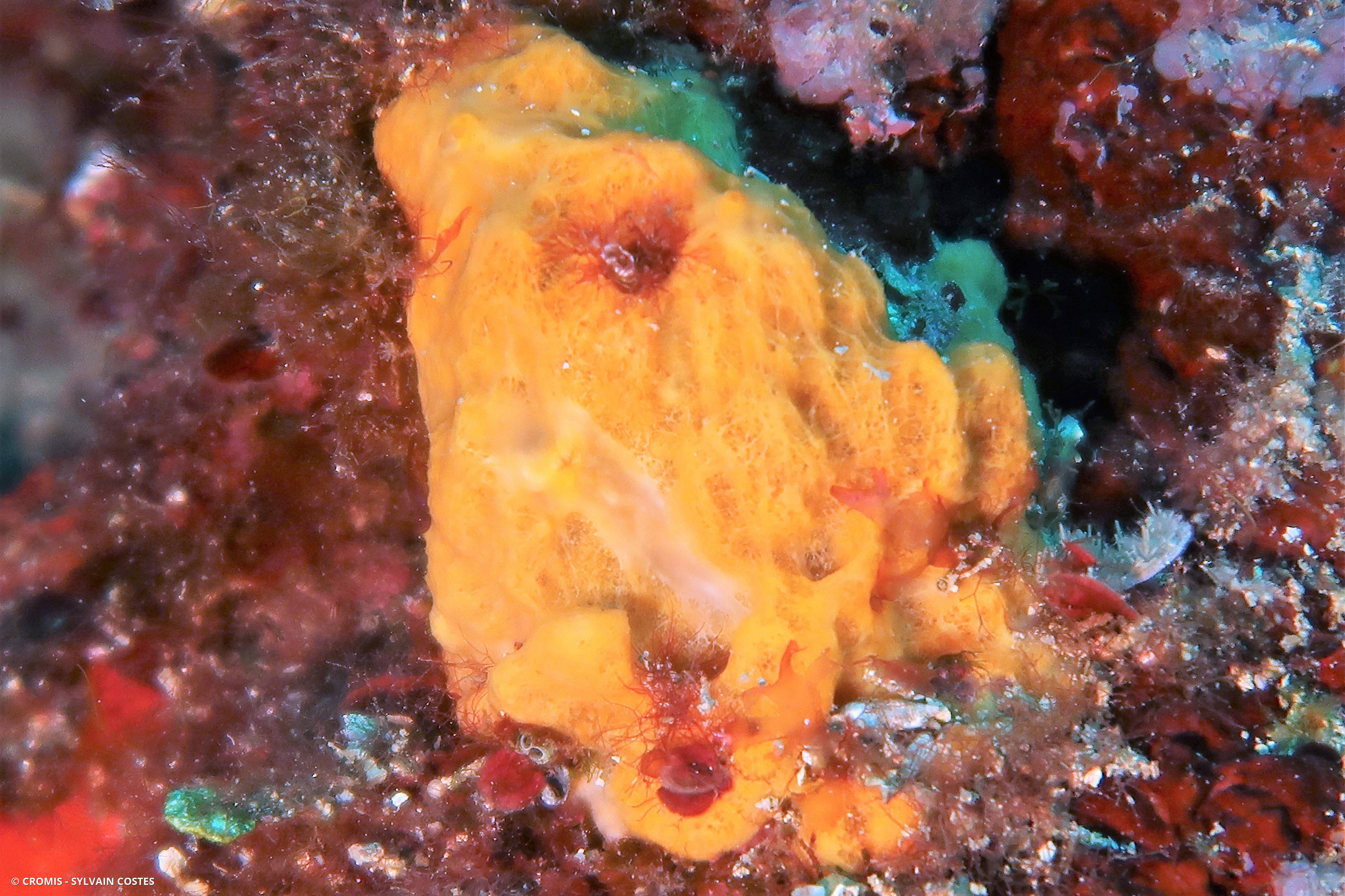 Dictyonelle à crêtes