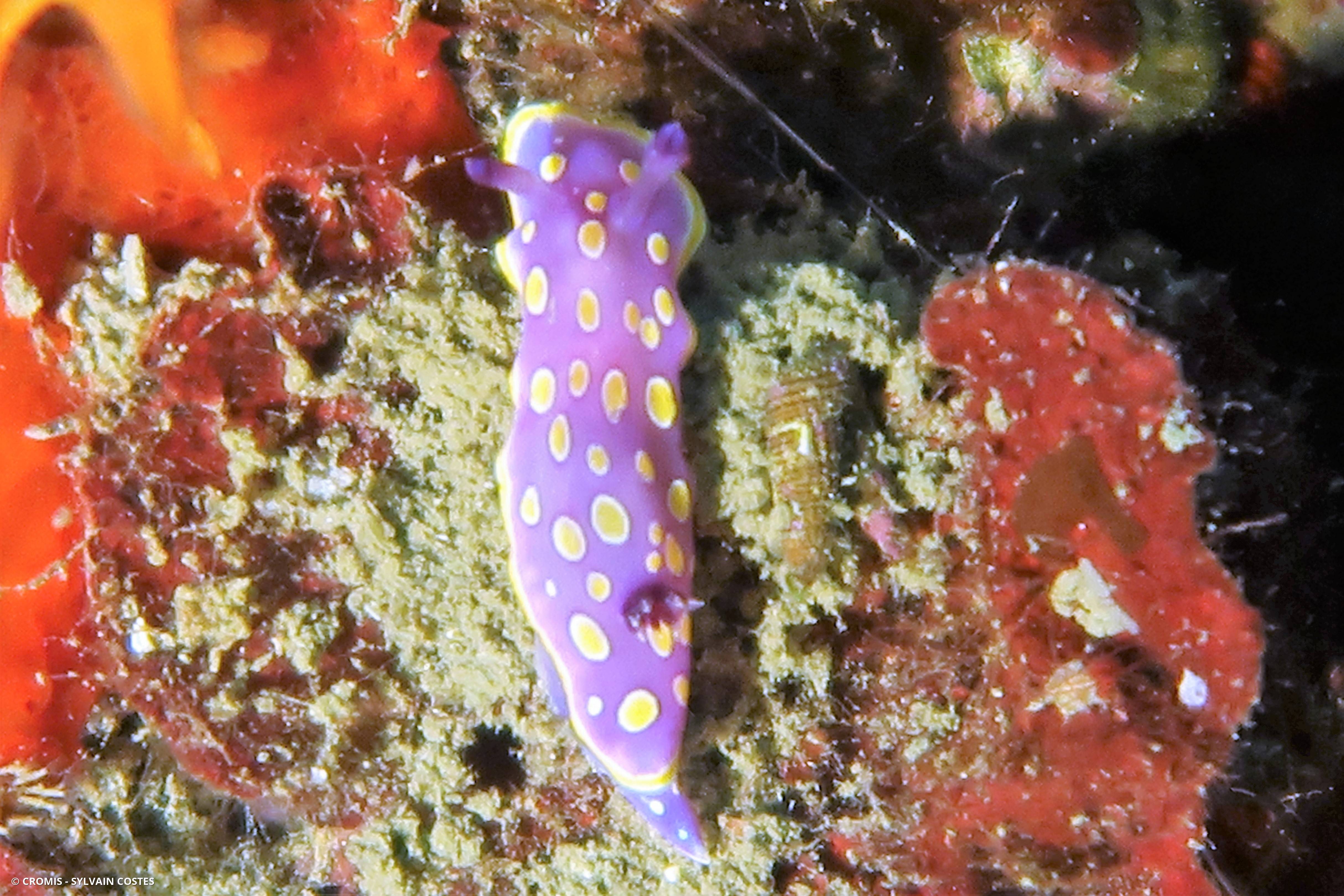 Doris tachetée mauve