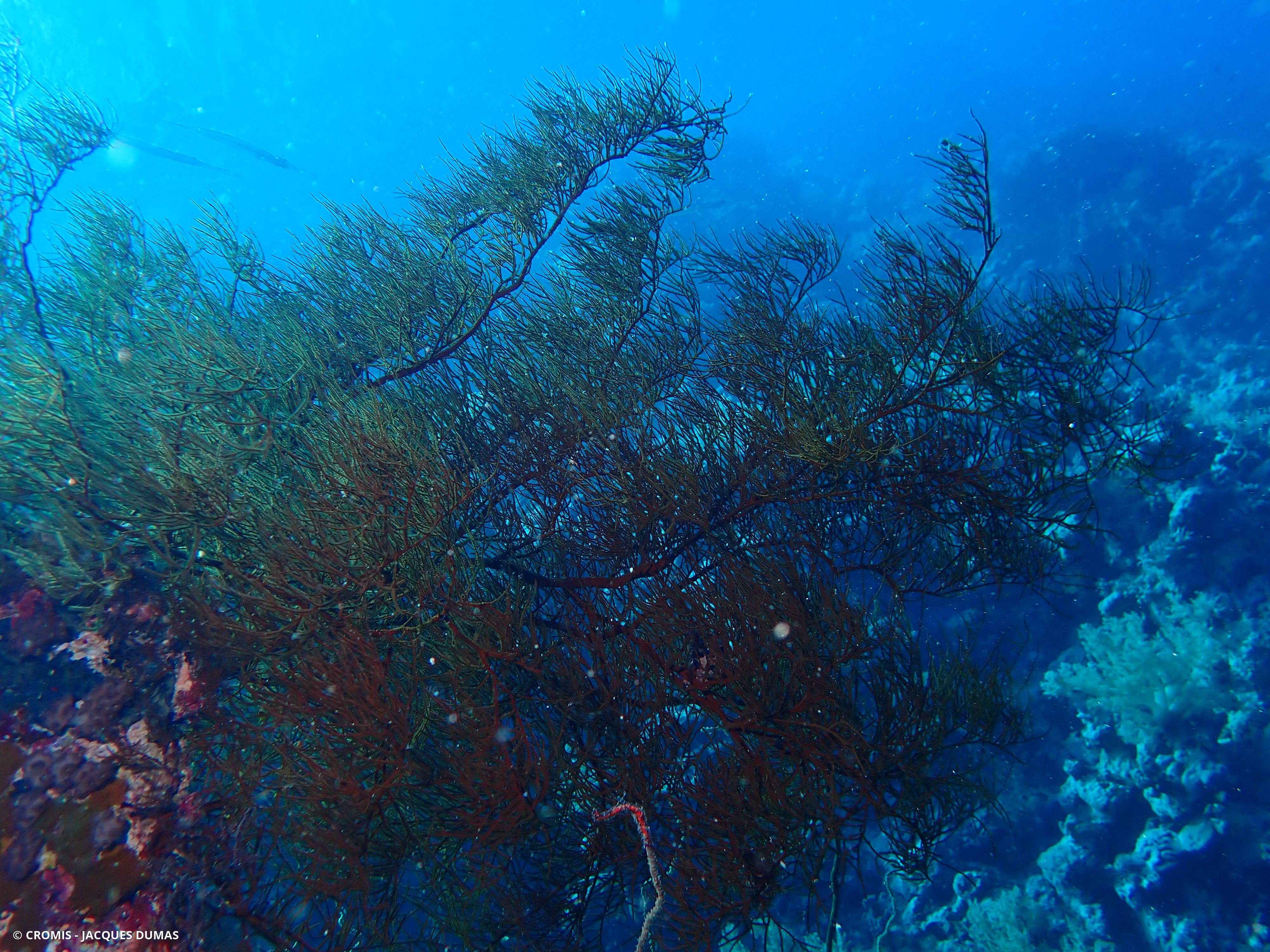 Corail noir dichotome