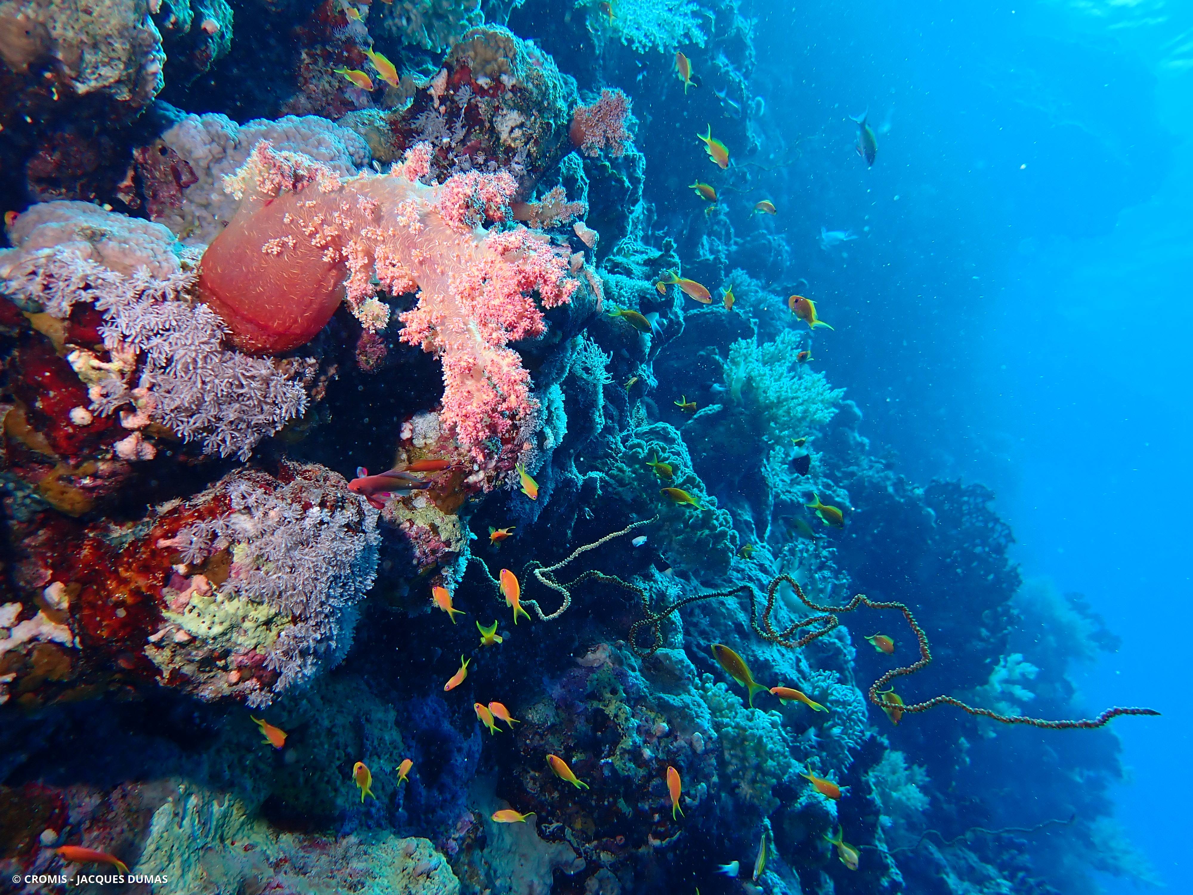 Corail fil-de-fer droit